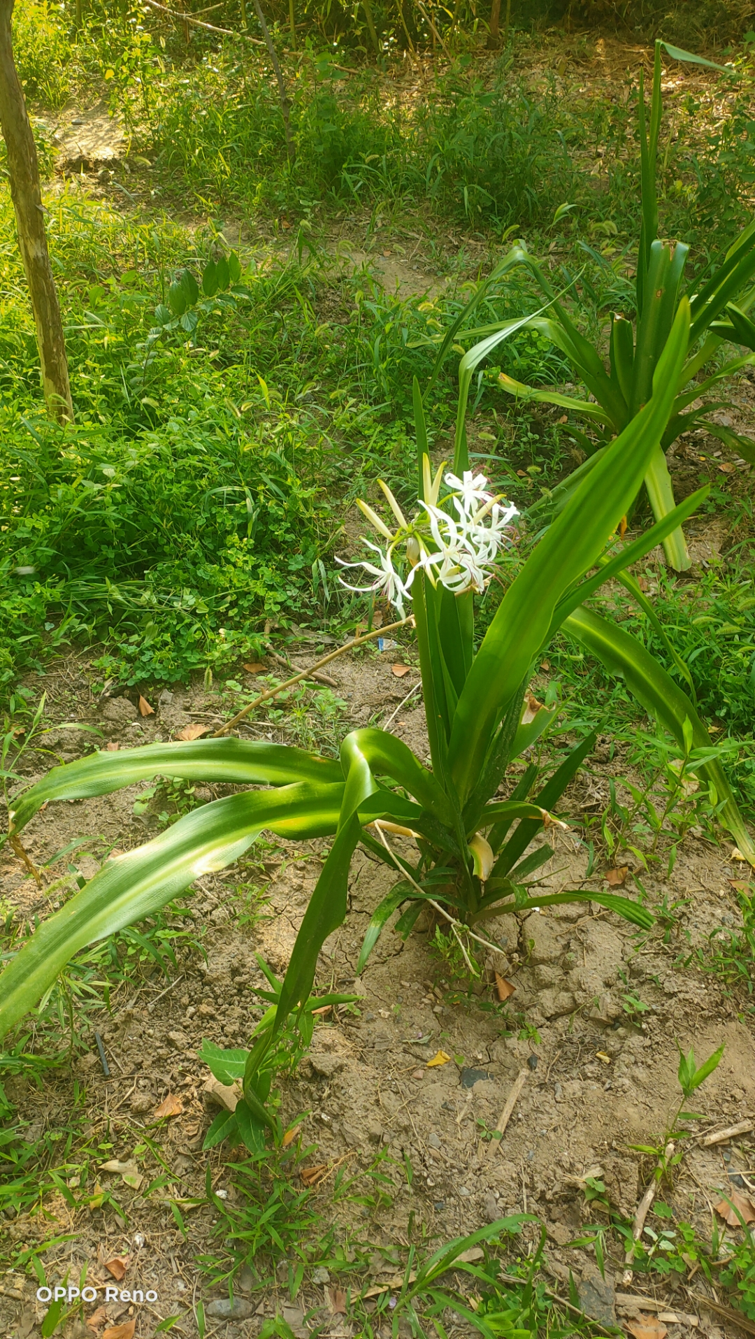 淄博[超话]#随手一拍《季夏之月》(六)  (写自2023岁次癸卯季夏月初