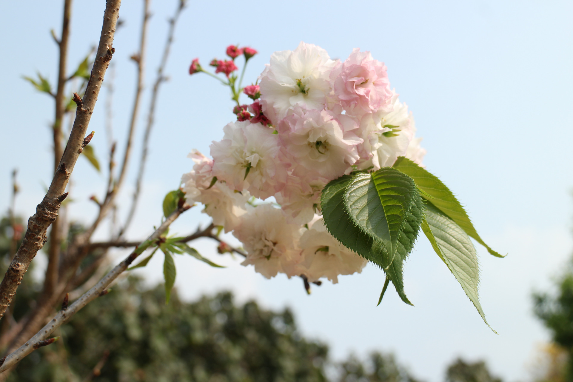 樱花悠乐园图片