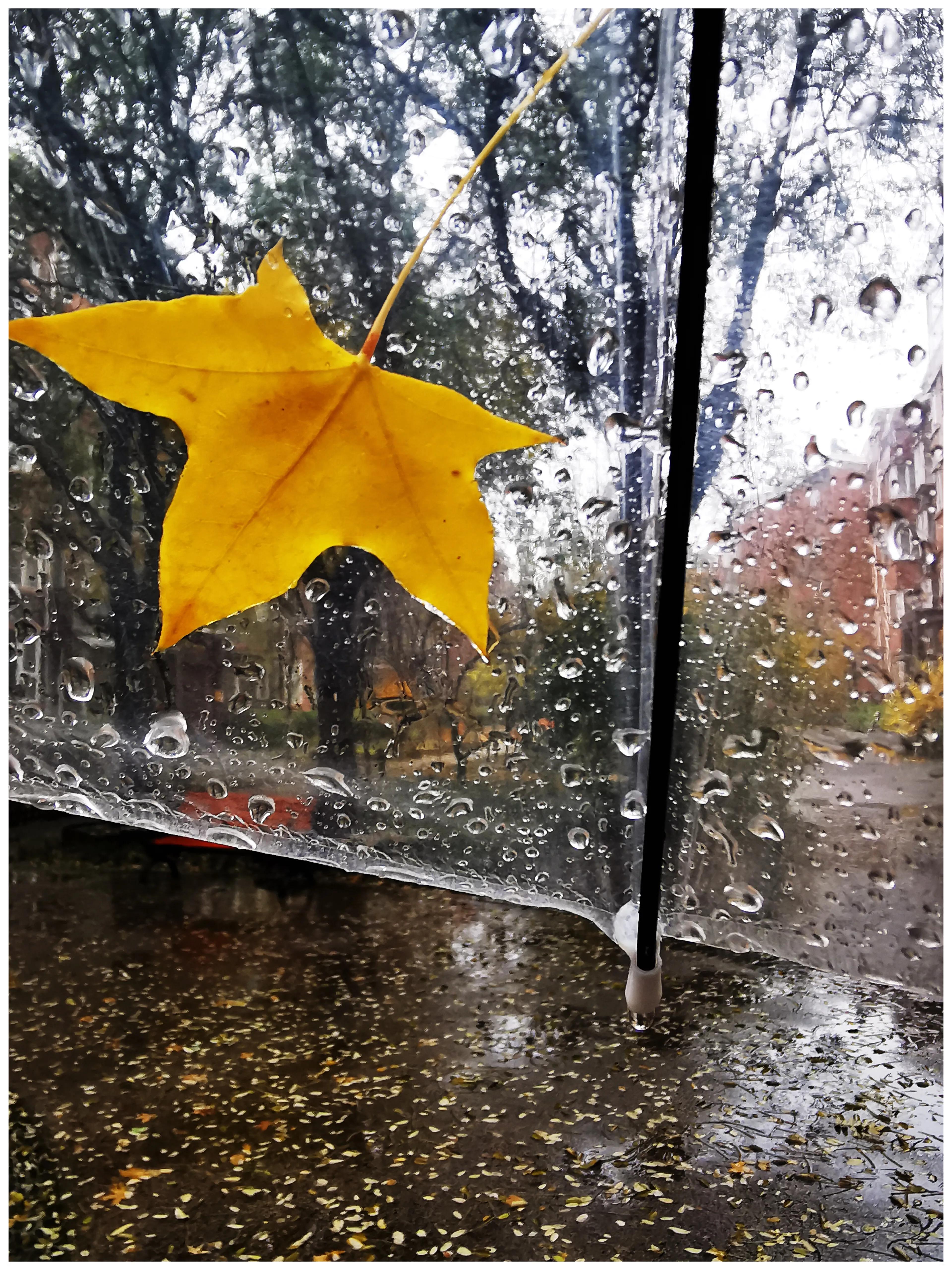 当第一滴秋雨轻轻落下,仿佛是天空奏响了秋的序曲.