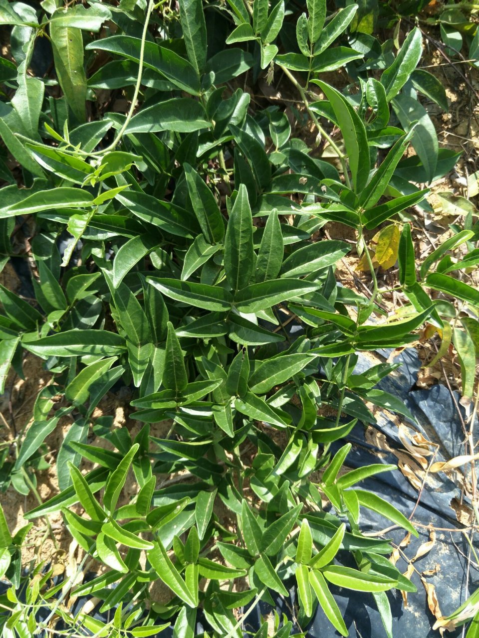 今天挖的说是甘草薯 药名叫什么也不知道 做什么用也不知道 求解