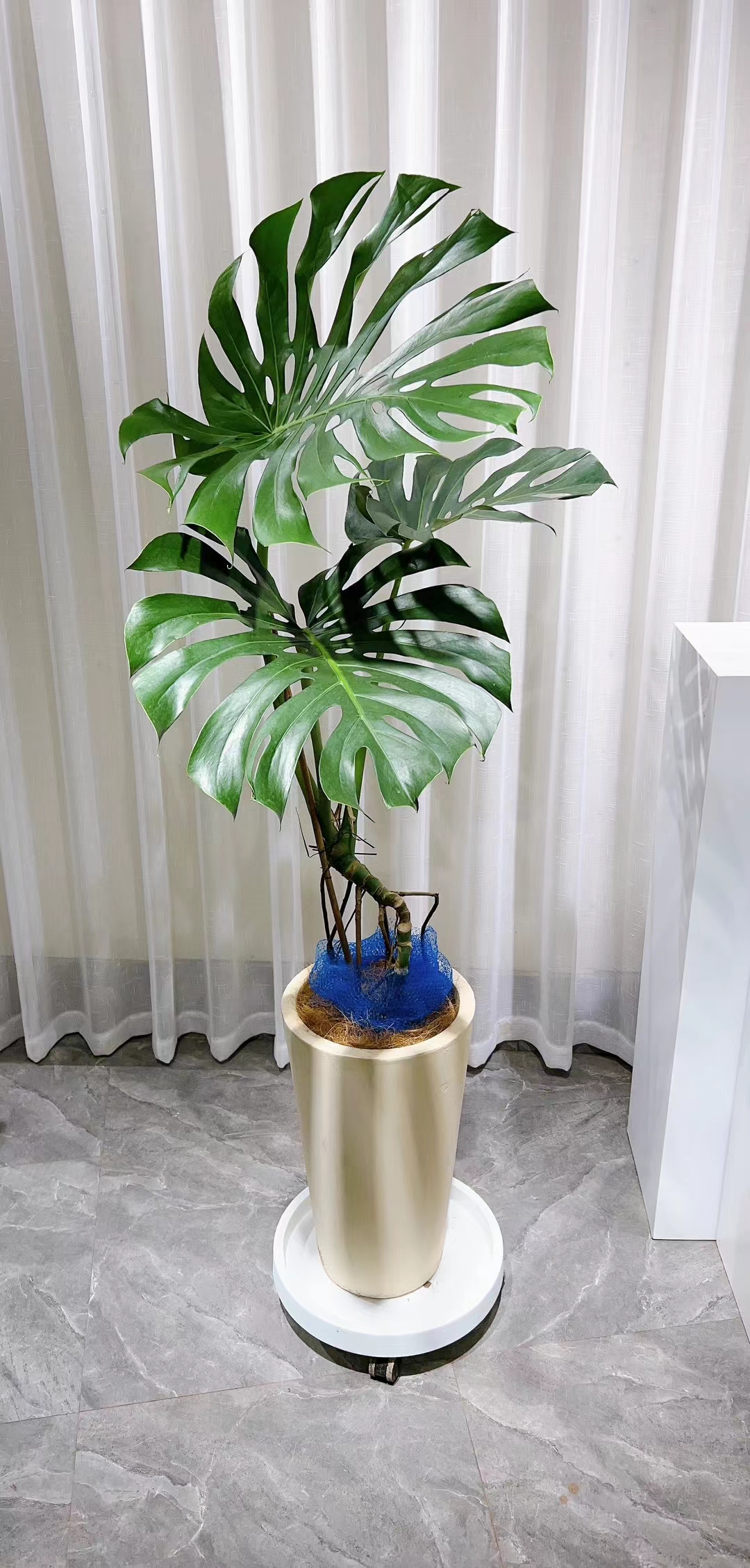 老桩龟背竹#绿植盆栽