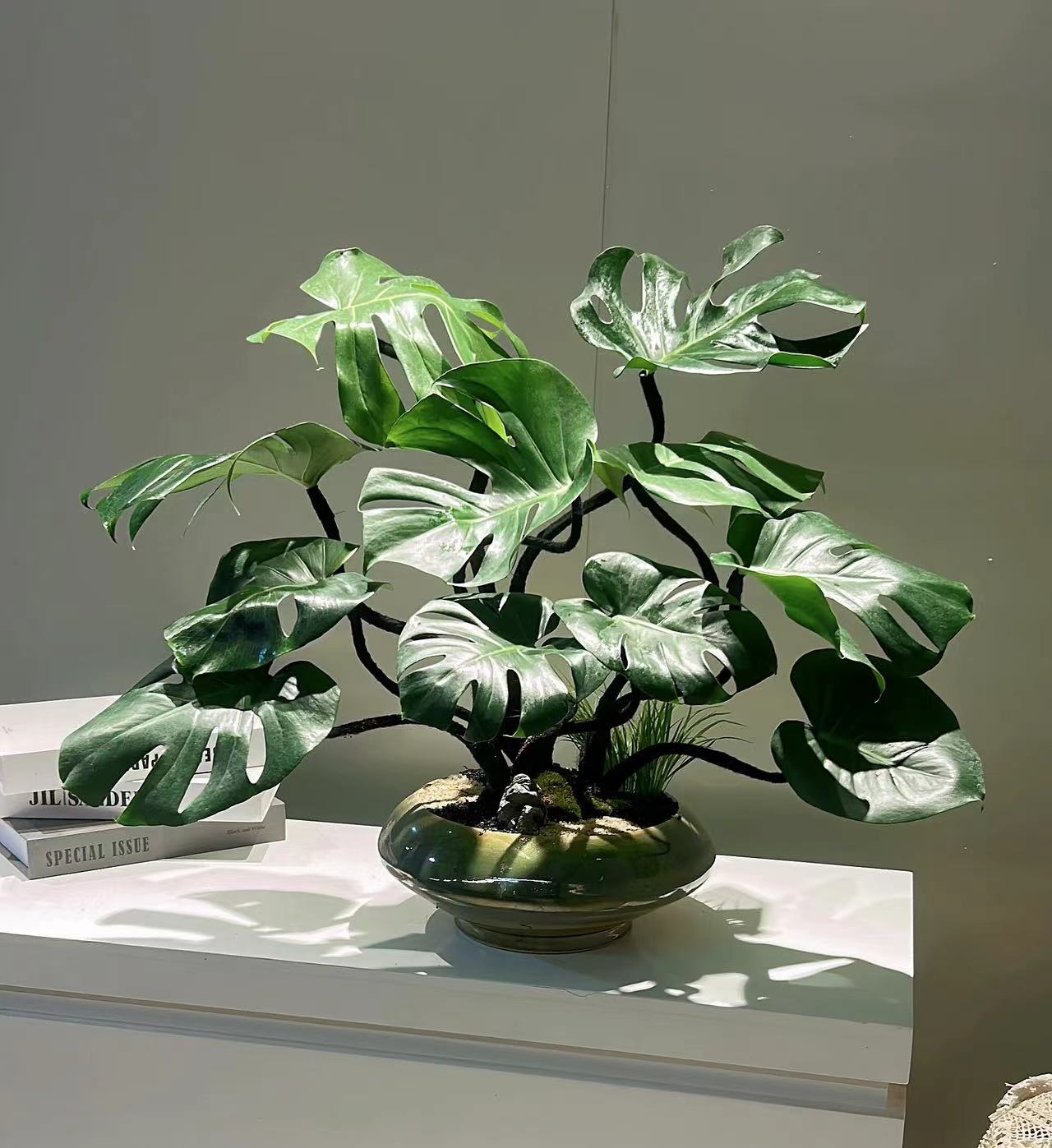 龟背竹#绿植盆栽
