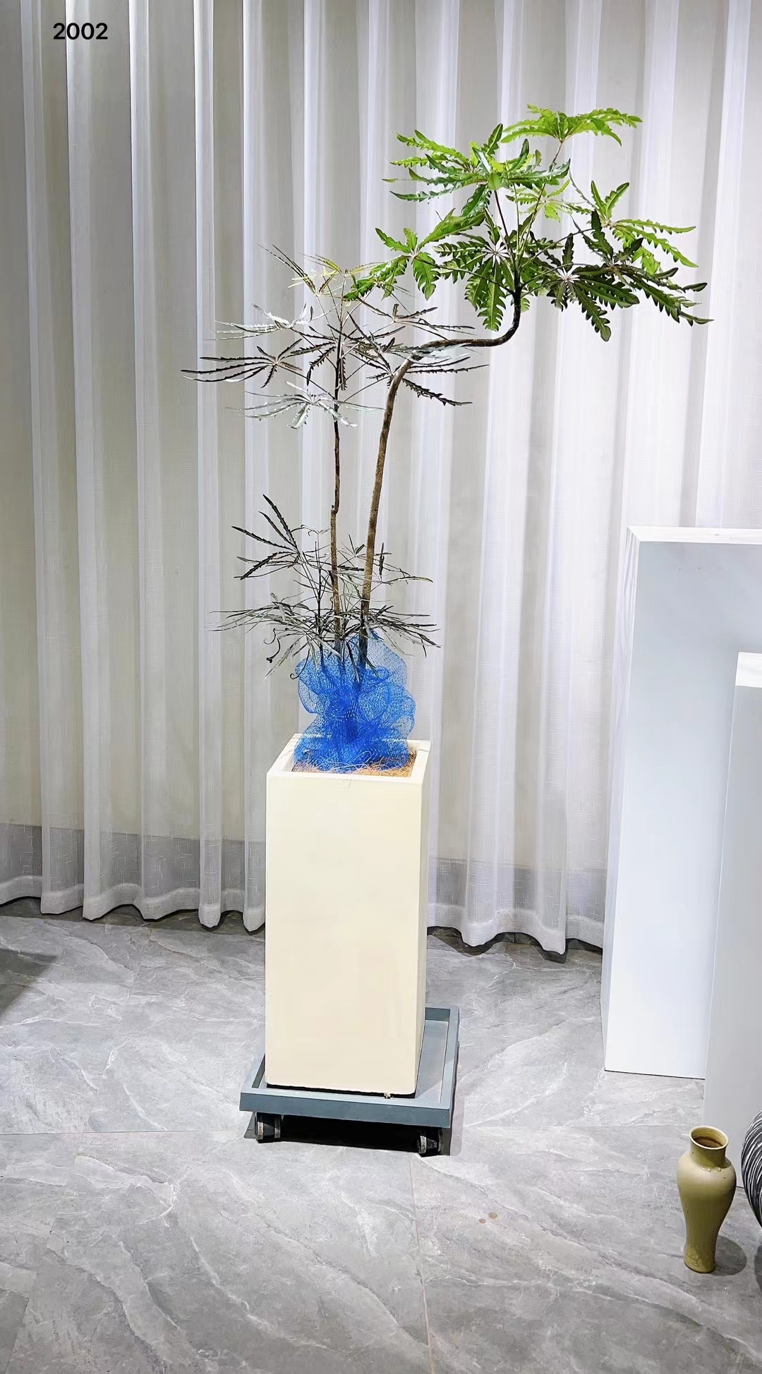 孔雀木#绿植盆栽