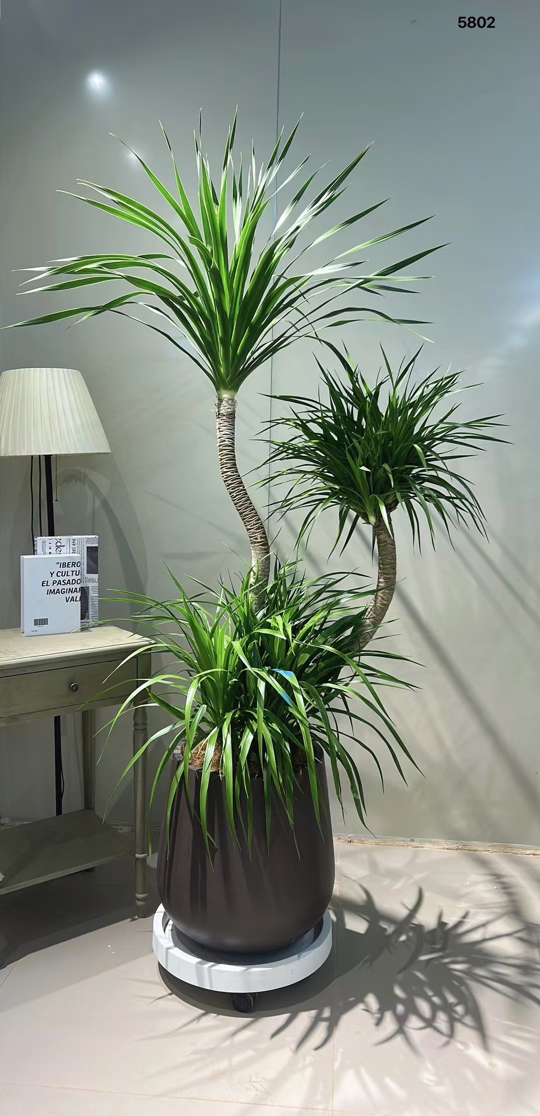 这盆龙血树长得真茂盛,放在客厅里增添了不少绿意