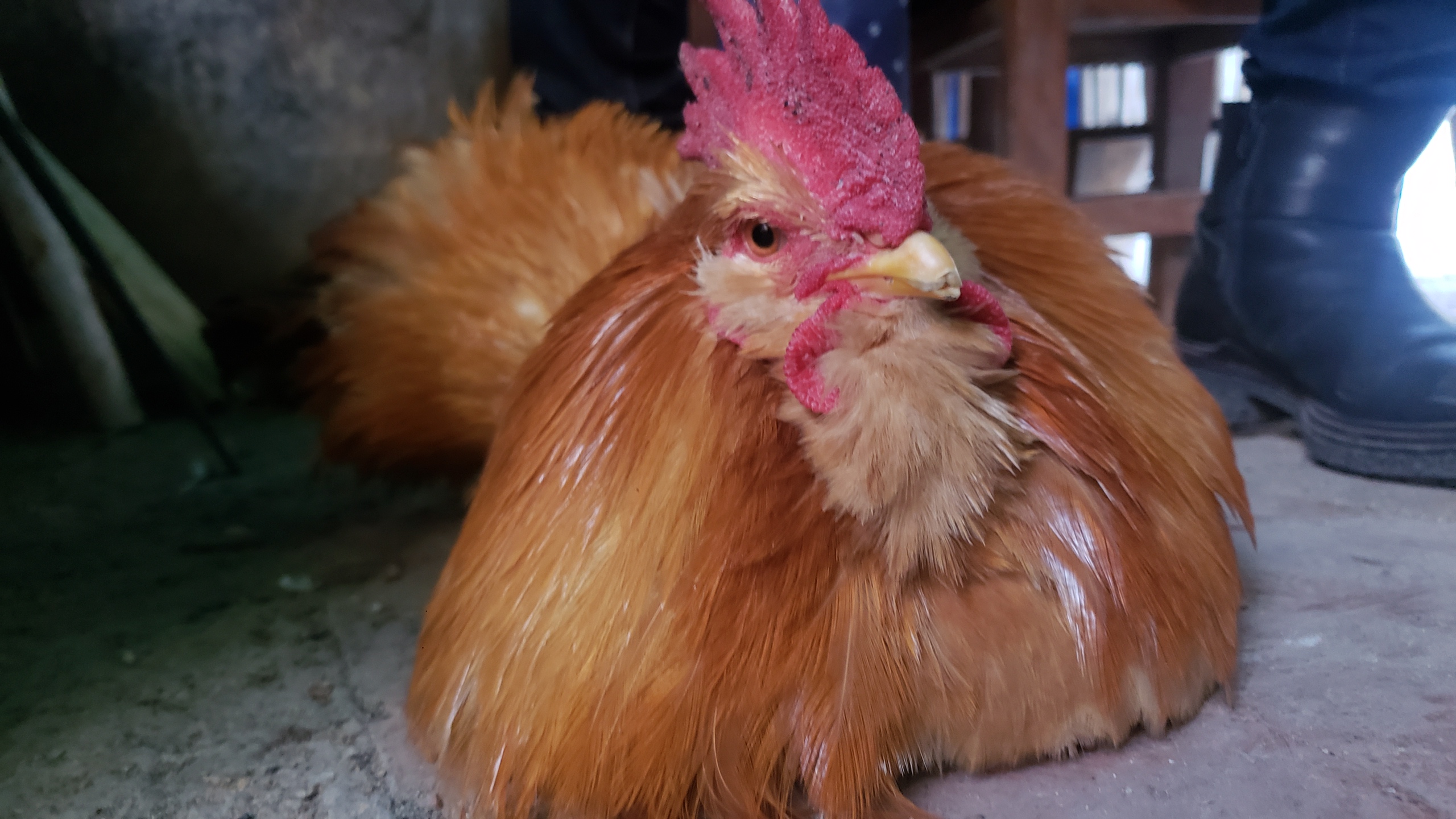 龙门品种~胡须鸡,来之大山上的品种,惠州市龙门县南昆山大山里跑山喝