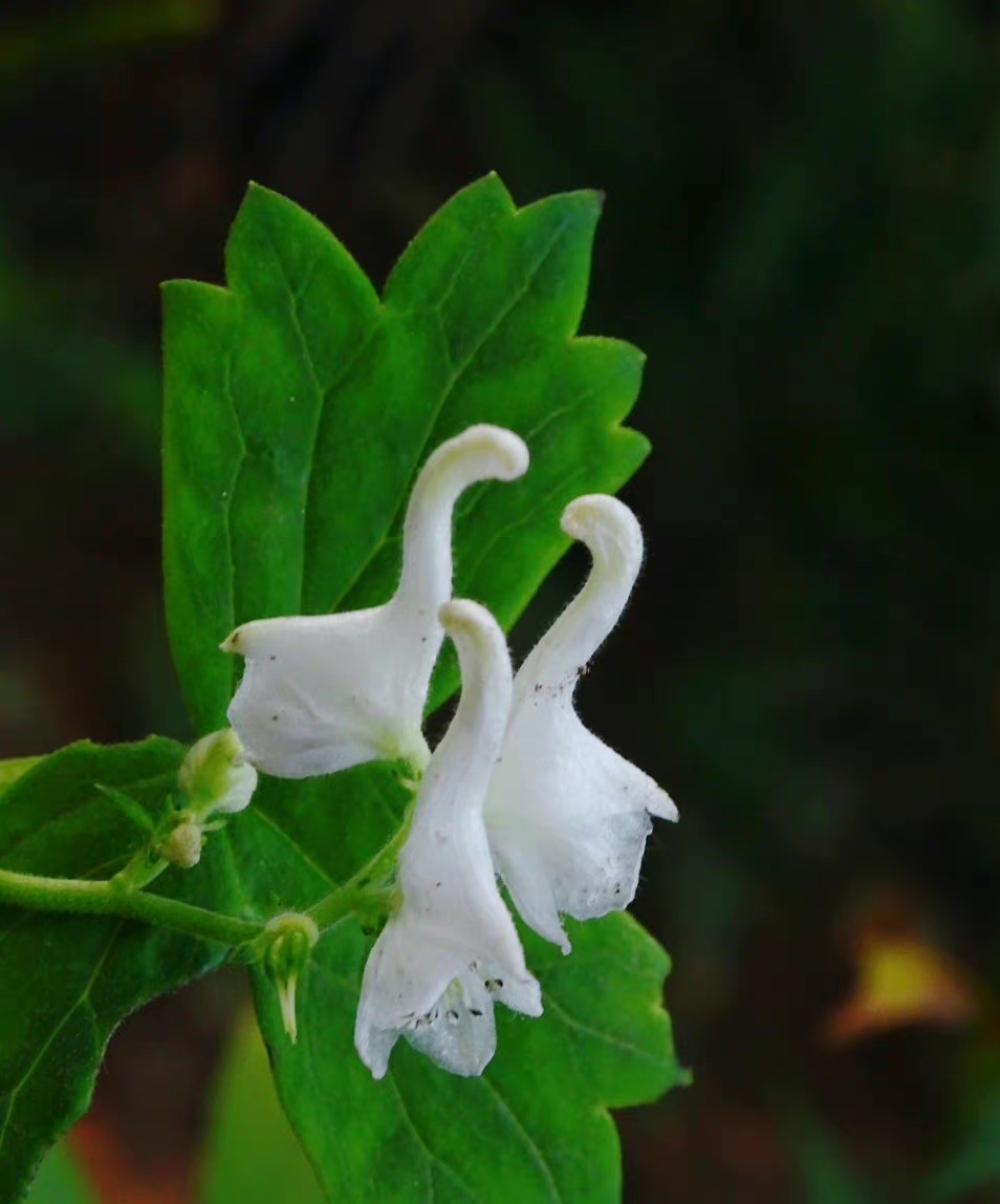 发现植物之美# 两色乌头,初秋开花,它的花看起来特别像白天鹅,伸长的