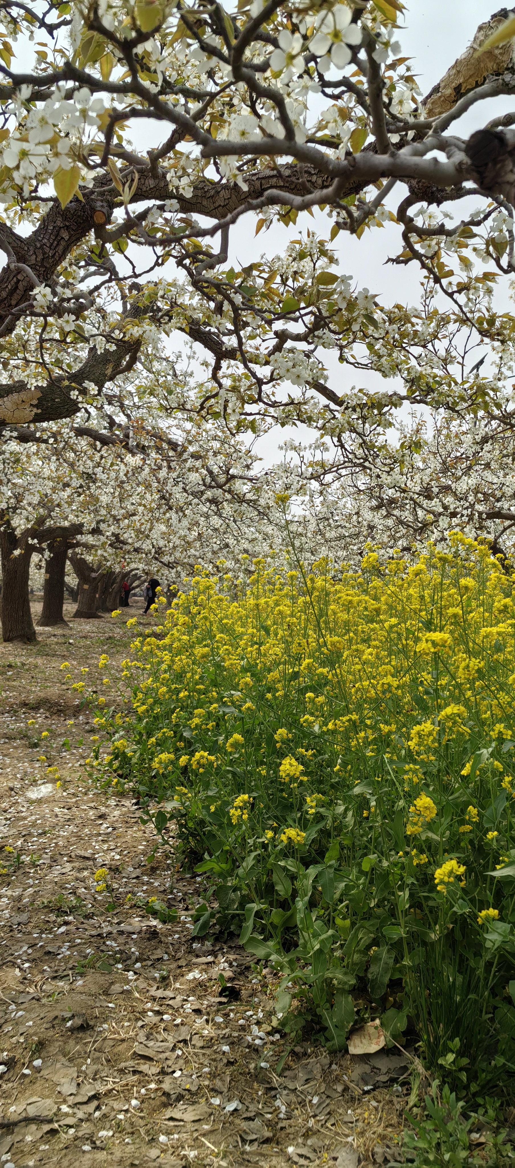 的赵县有白林禅寺赵州桥,还有惊艳了这个春天的百年梨树盛开的梨花