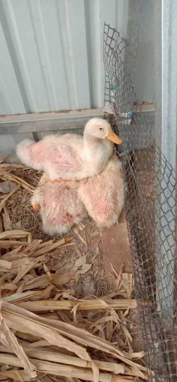 鸭圆环病毒: 主要引起生长发育迟缓,羽毛生长受阻表现营养不良,背部