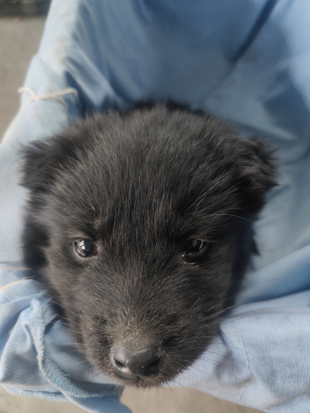 狗妈妈听说是拉布拉多串串,请问大神这个算什么品种