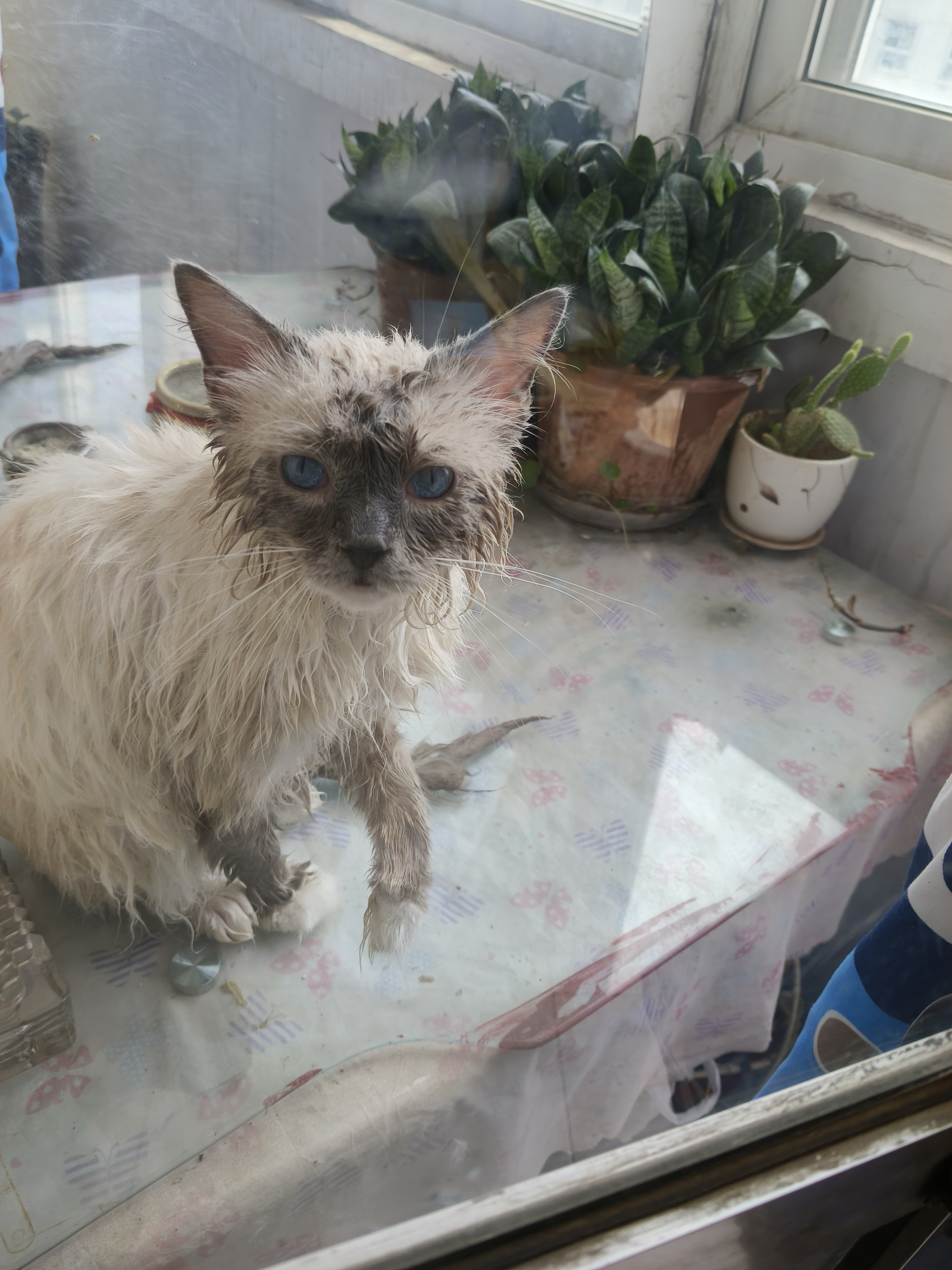 洗猫了[嘻嘻]可怜的猫咪,平时一窜一两米不在话下,现在毛湿了,窜窗台