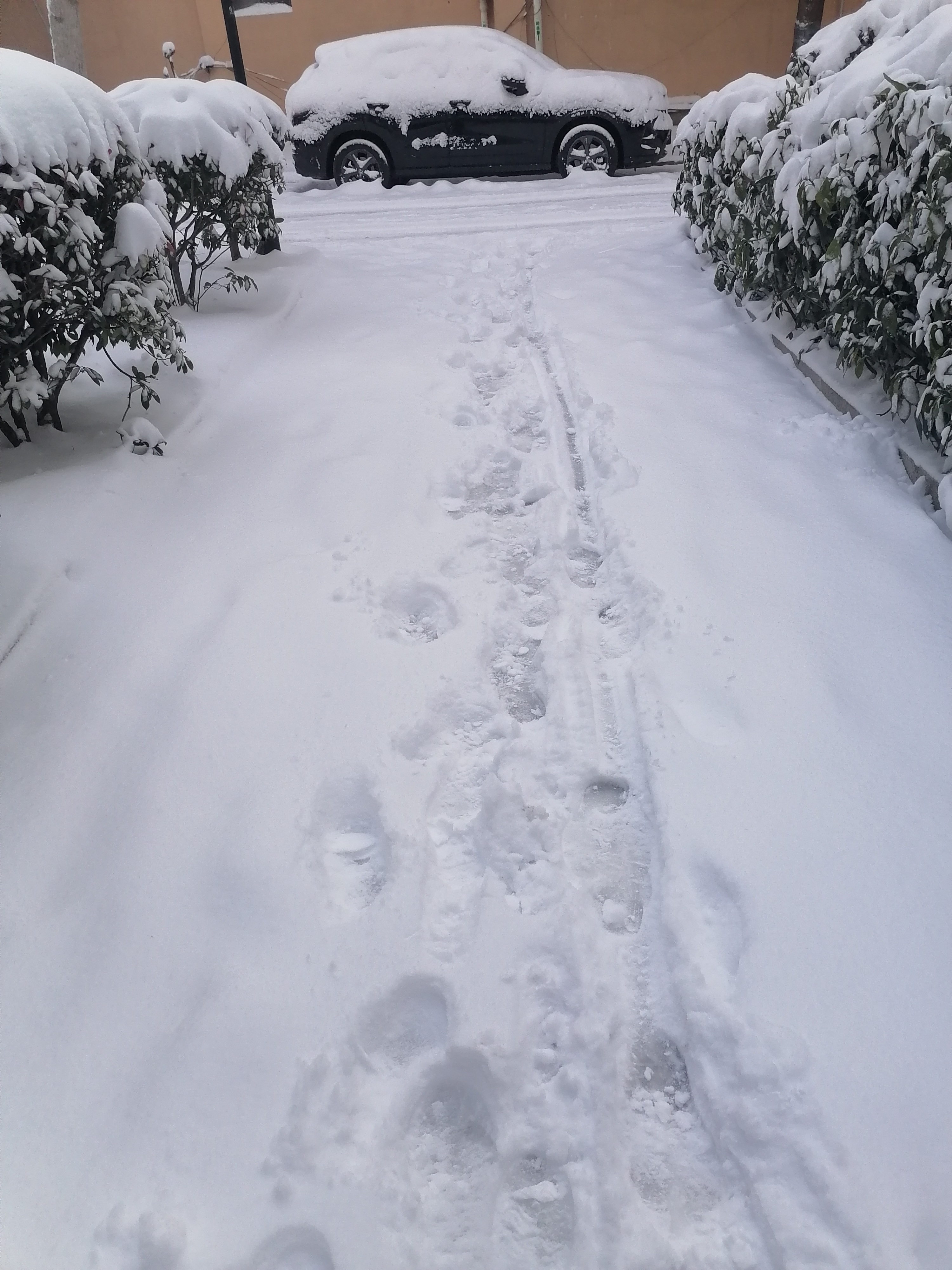 白天下雪图片真实图片