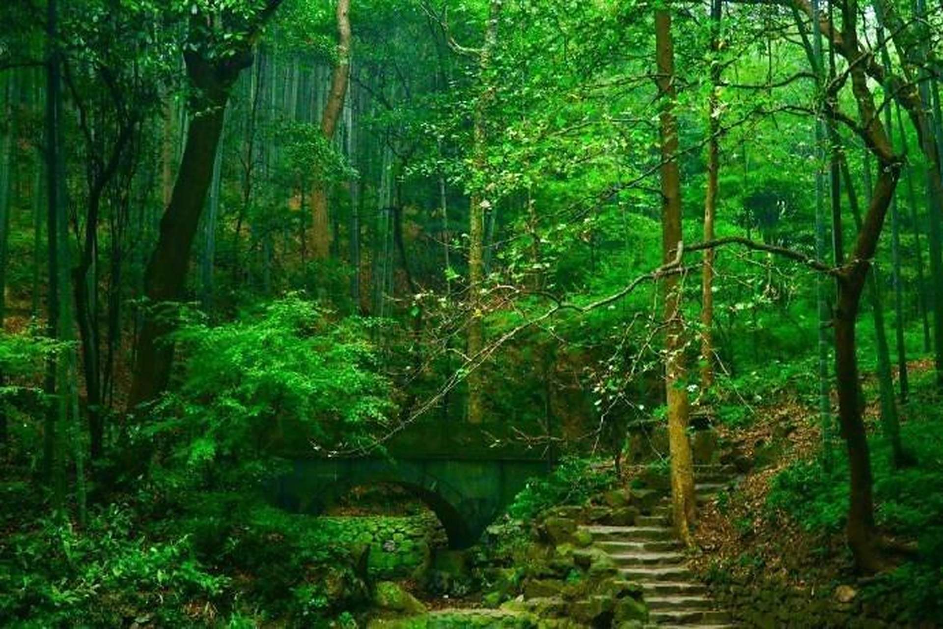 七绝一组  一,不风情  细雨轻描山黛青,江天无处不风情, 树换新枝鸟换