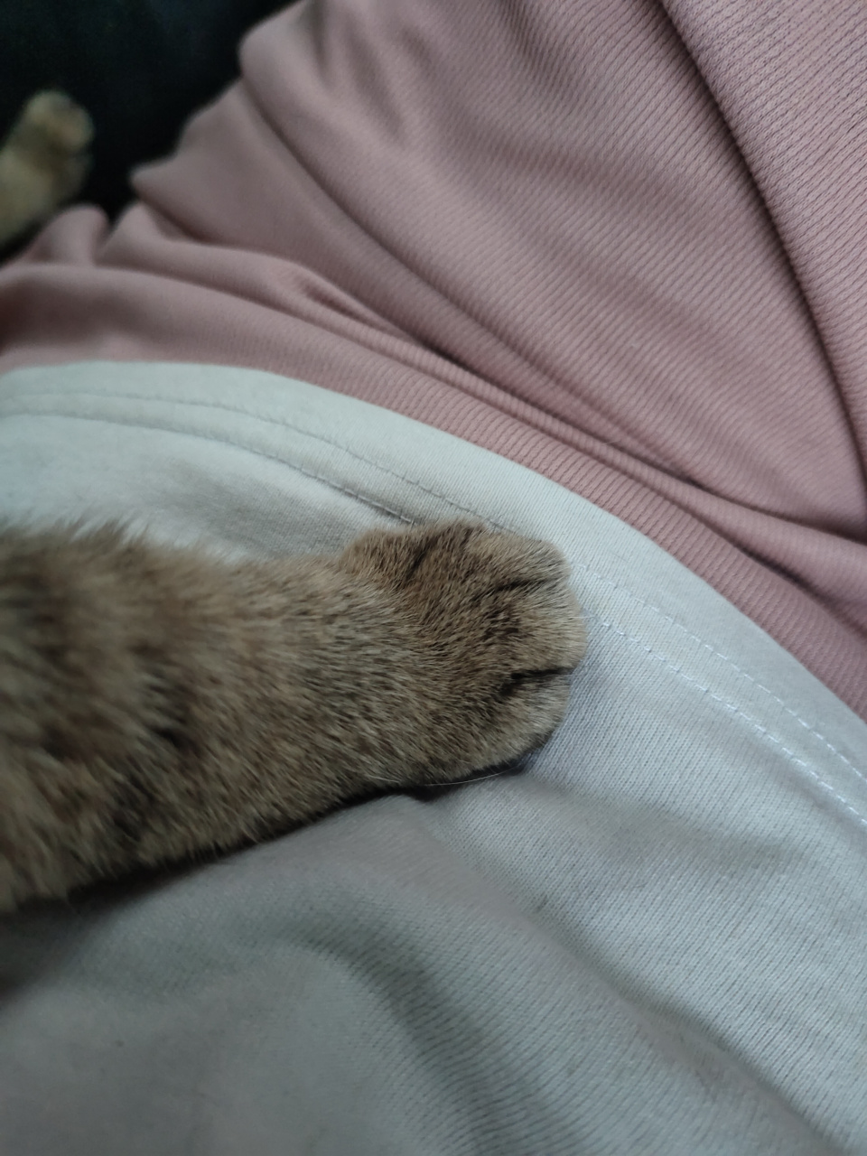 谁懂这个猫脚脚的含金量.#猫咪