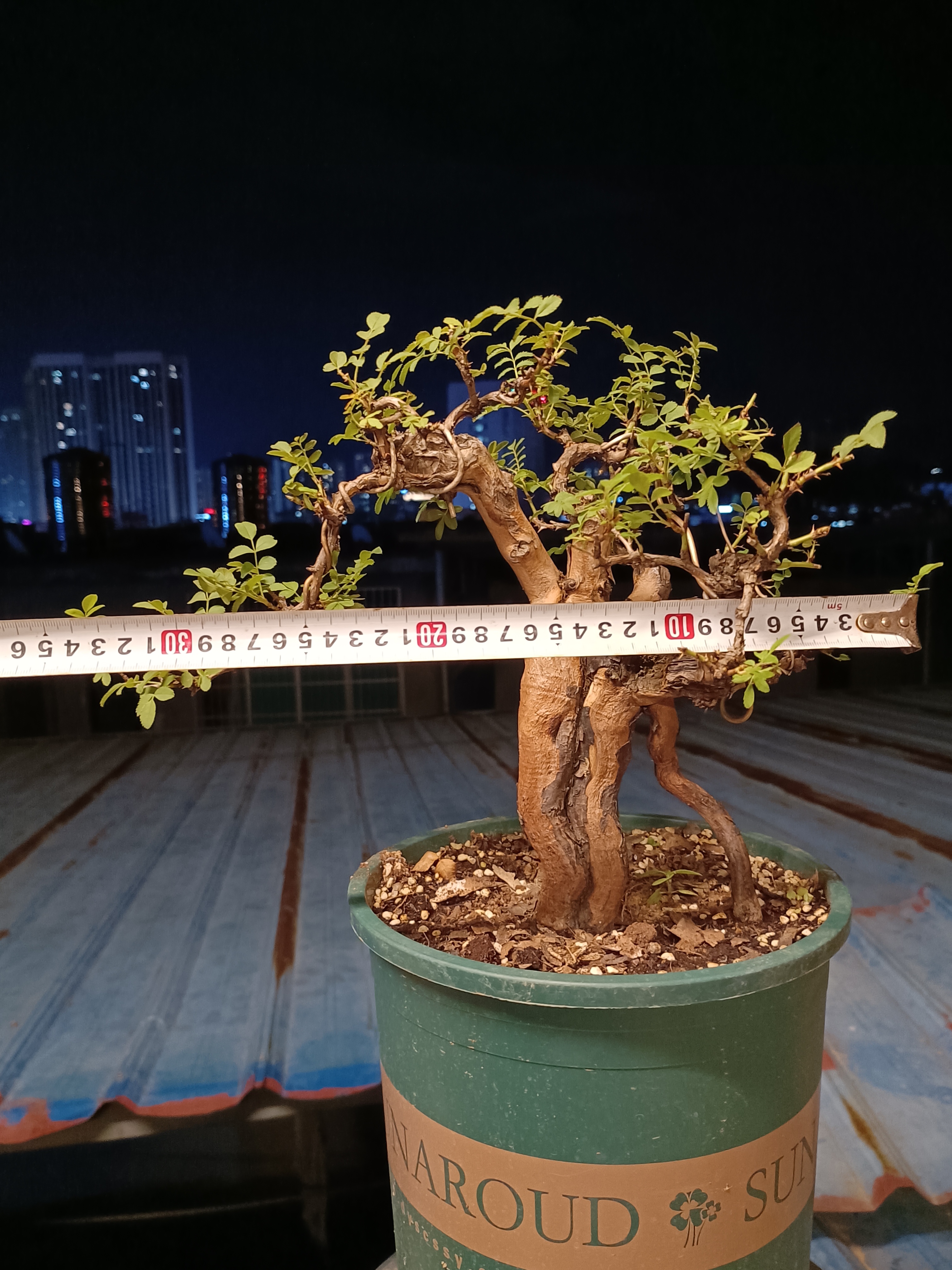 刺梨,刺梨盆景,原创作品#贵州刺梨# 刺梨盆景