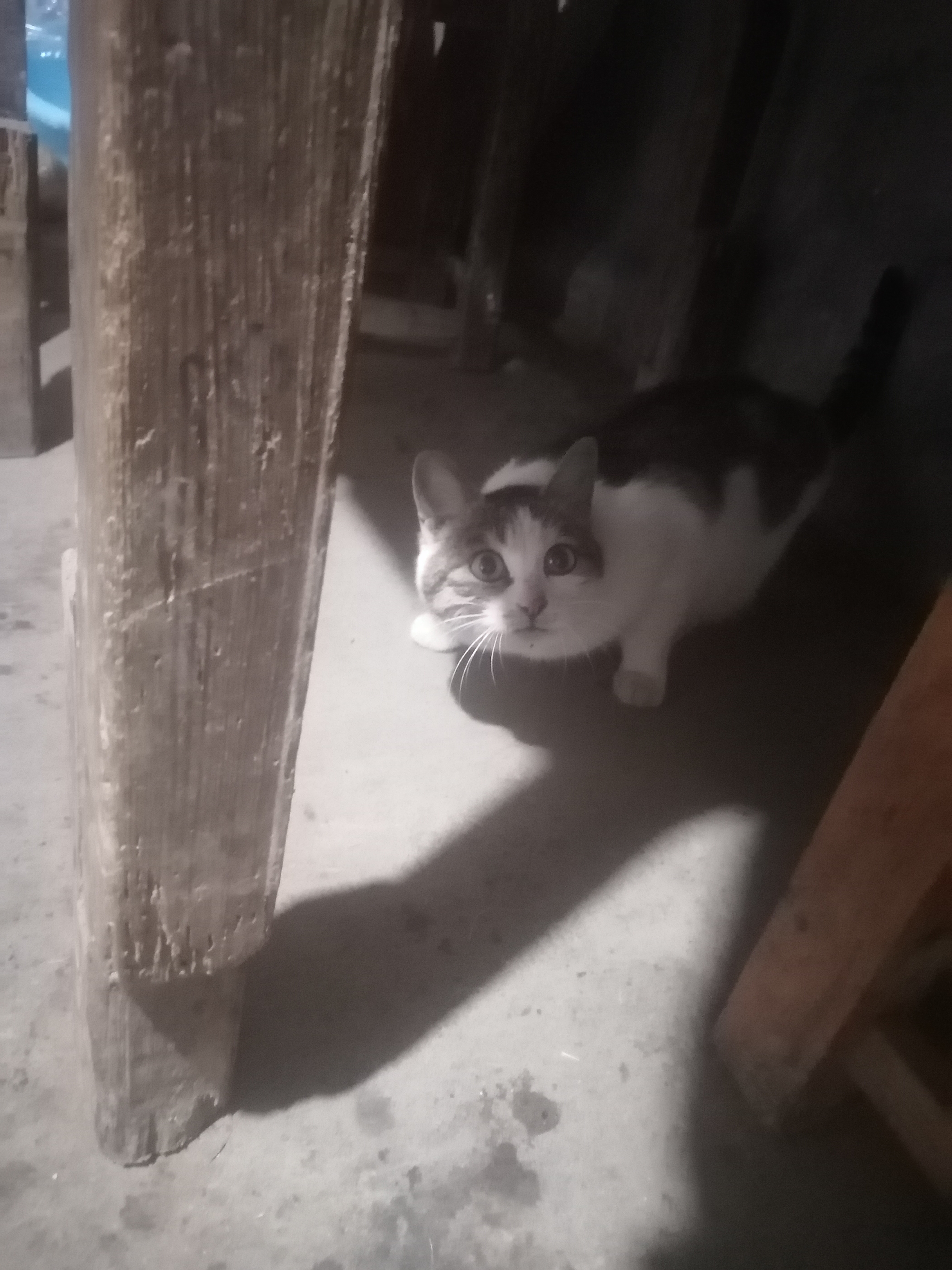 野猫(黑白色)儿,老是在厨房里偷吃,关键是还翻箱倒柜的,抢土猫的饭吃