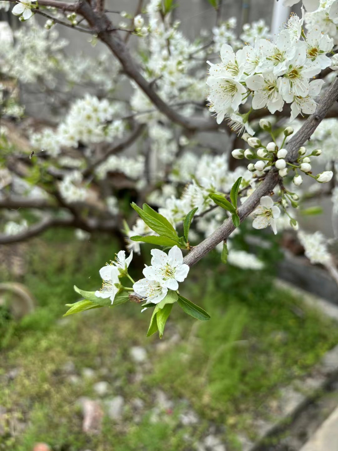 花期虽短图片