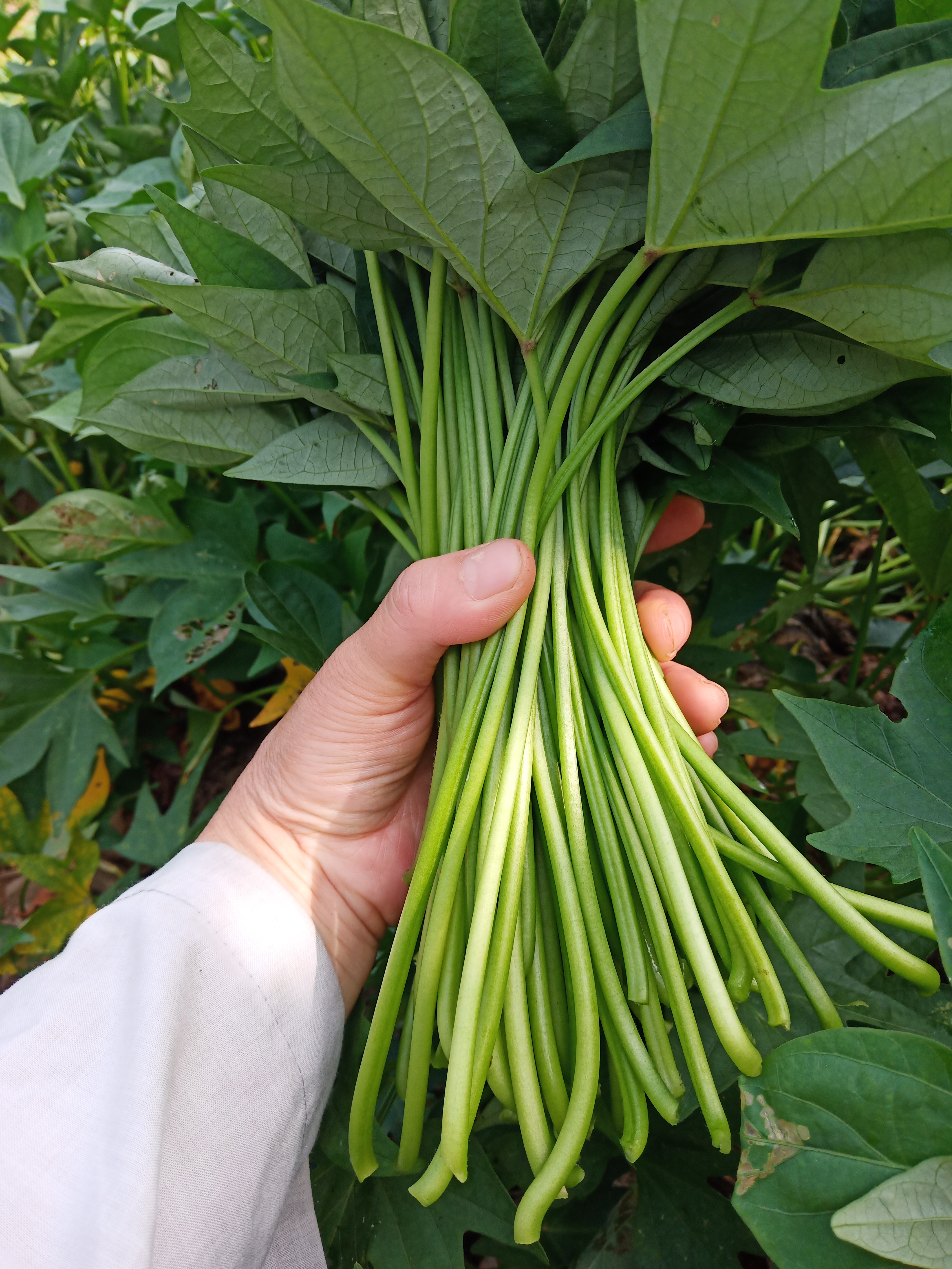 每天只是好玩,记录下真实生活,番薯杆估计没有人要吃,像没有化肥的囗