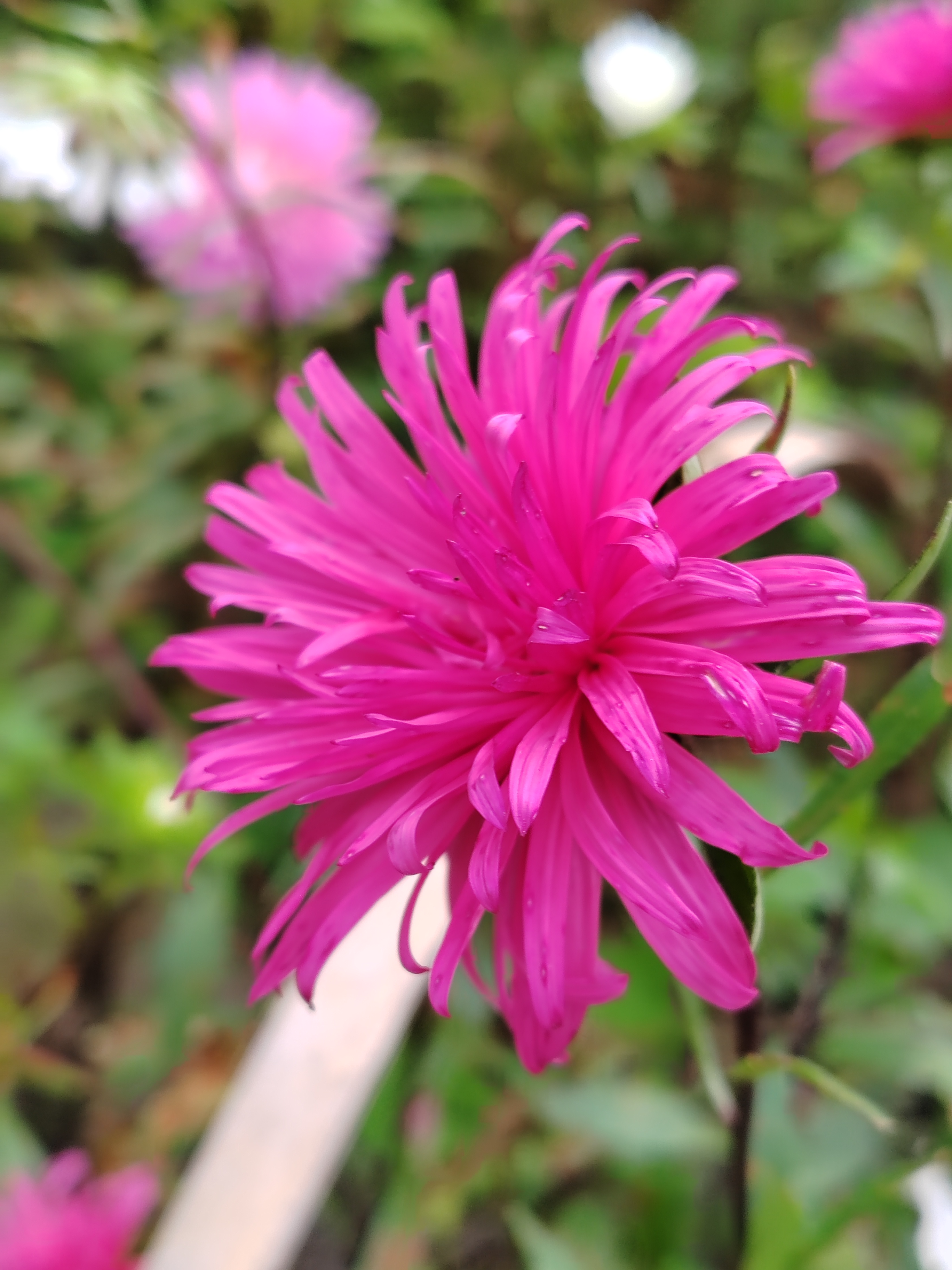 翠菊,入秋后迎来盛开季.