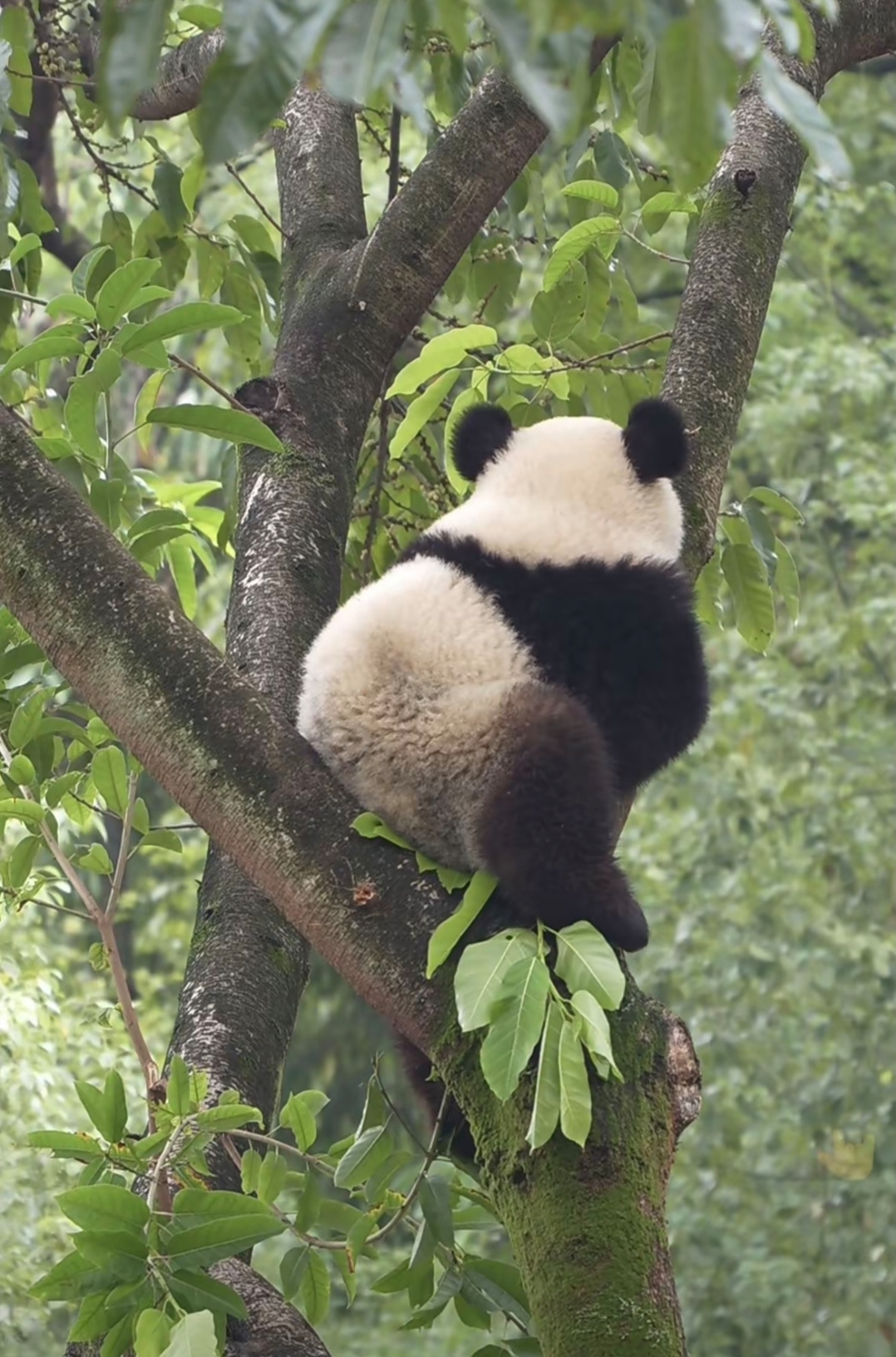 到很高的大树顶上去了,不鸣则已一鸣惊人,小五今天的举动震惊熊猫圈了