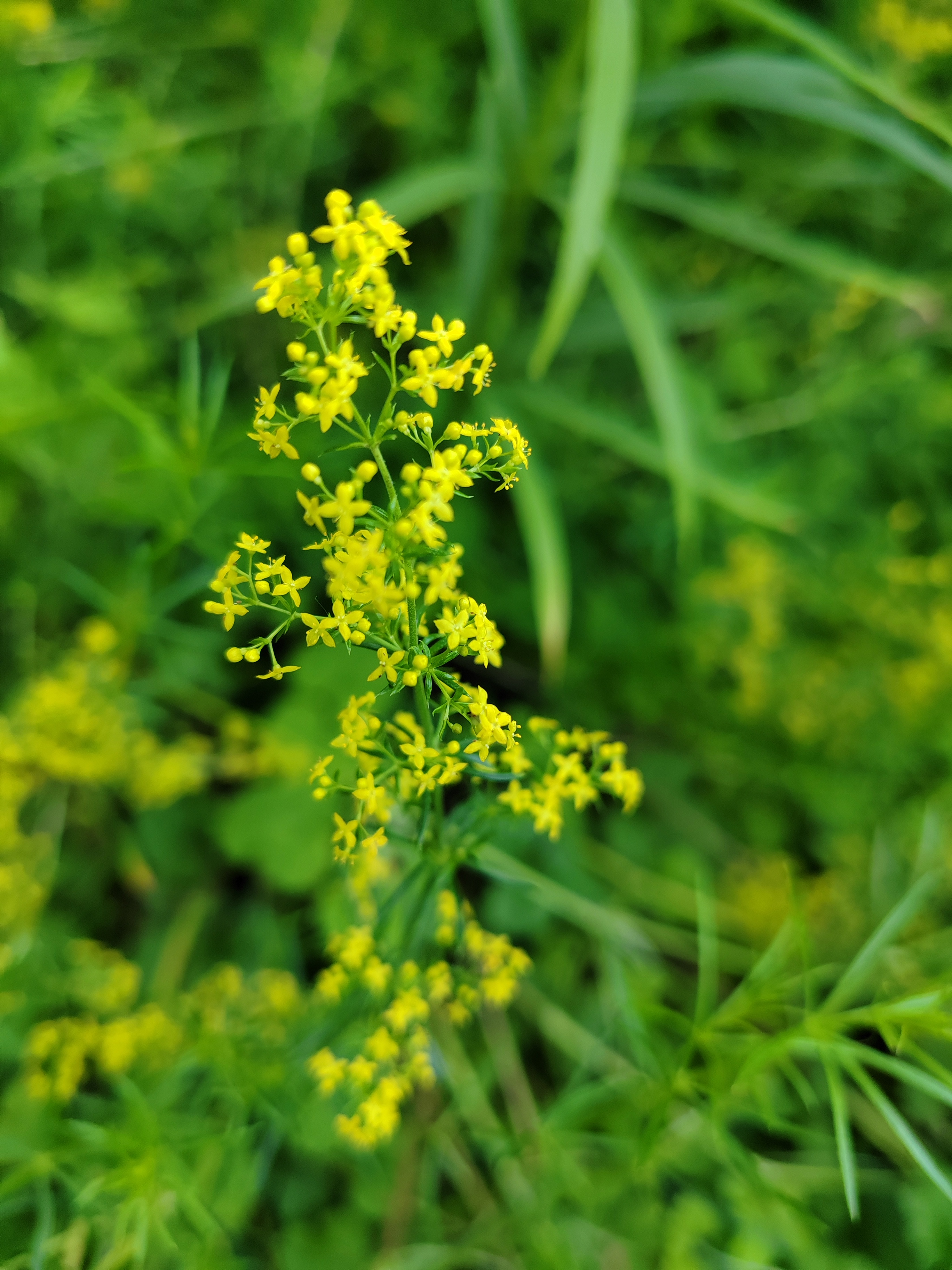蓬子菜,叶似松针也叫松叶草,小而密实的黄花,很好看.