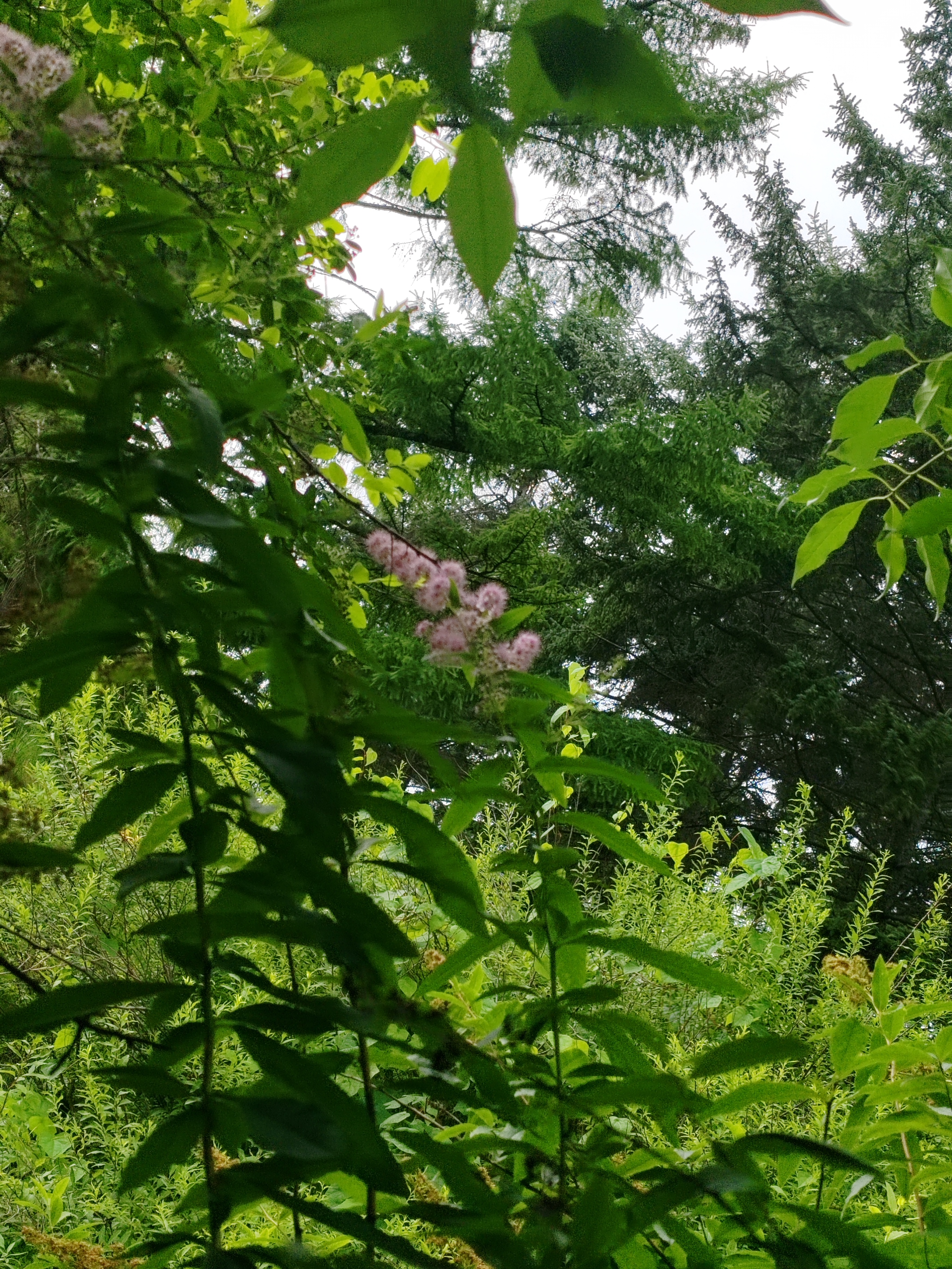 柳叶绣线菊,花期收尾了.