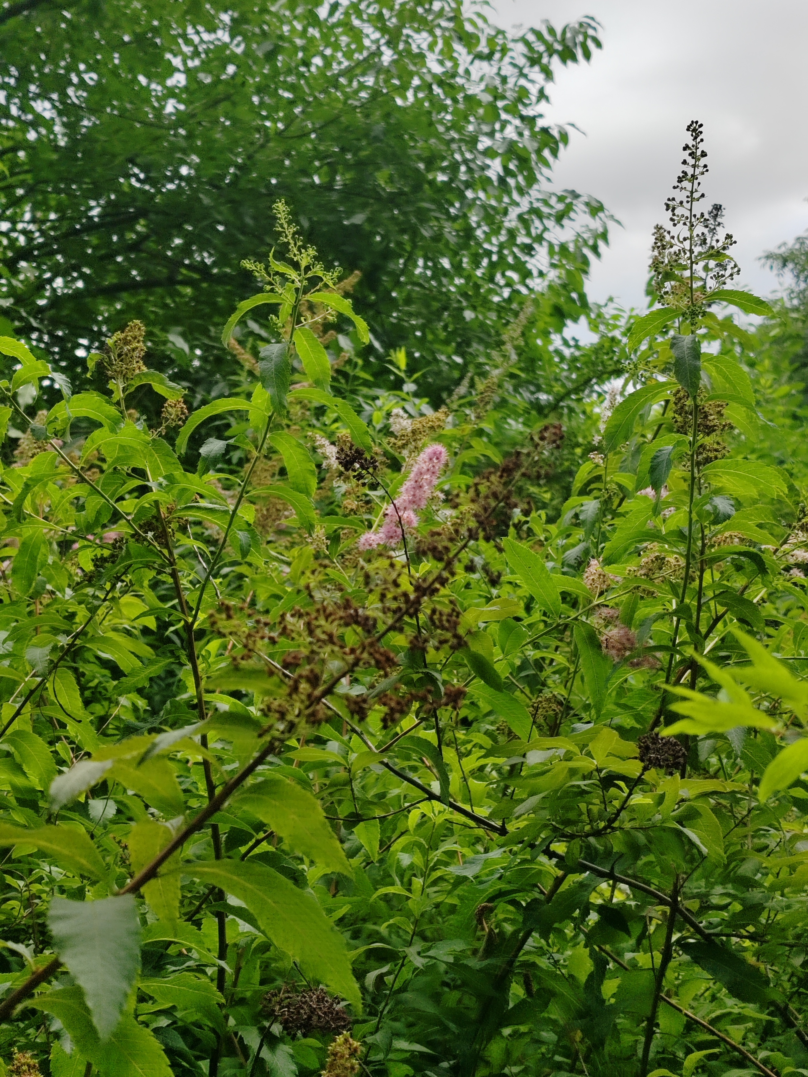 柳叶绣线菊,花期收尾了.