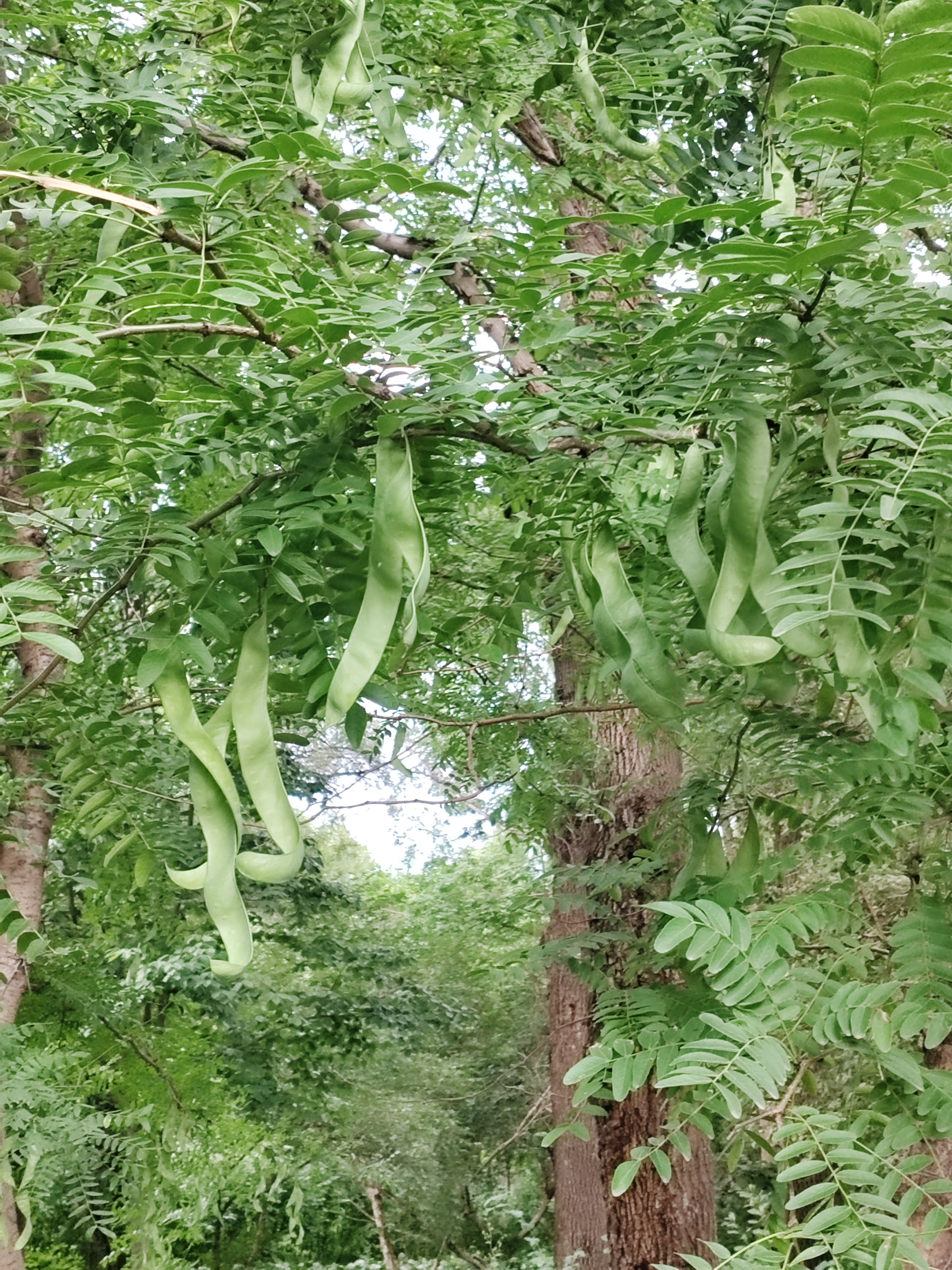 豆角树怎么画图片