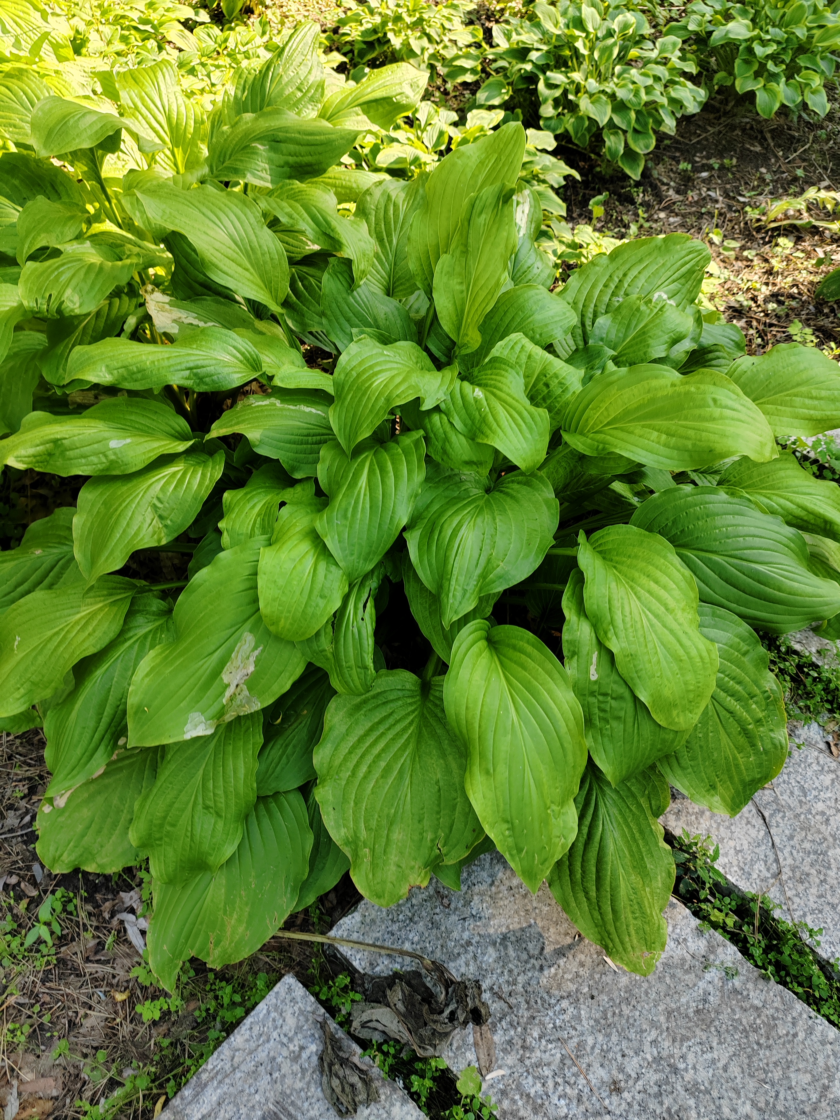 玉簪,植物园的"玉簪园"各种各样的玉簪.