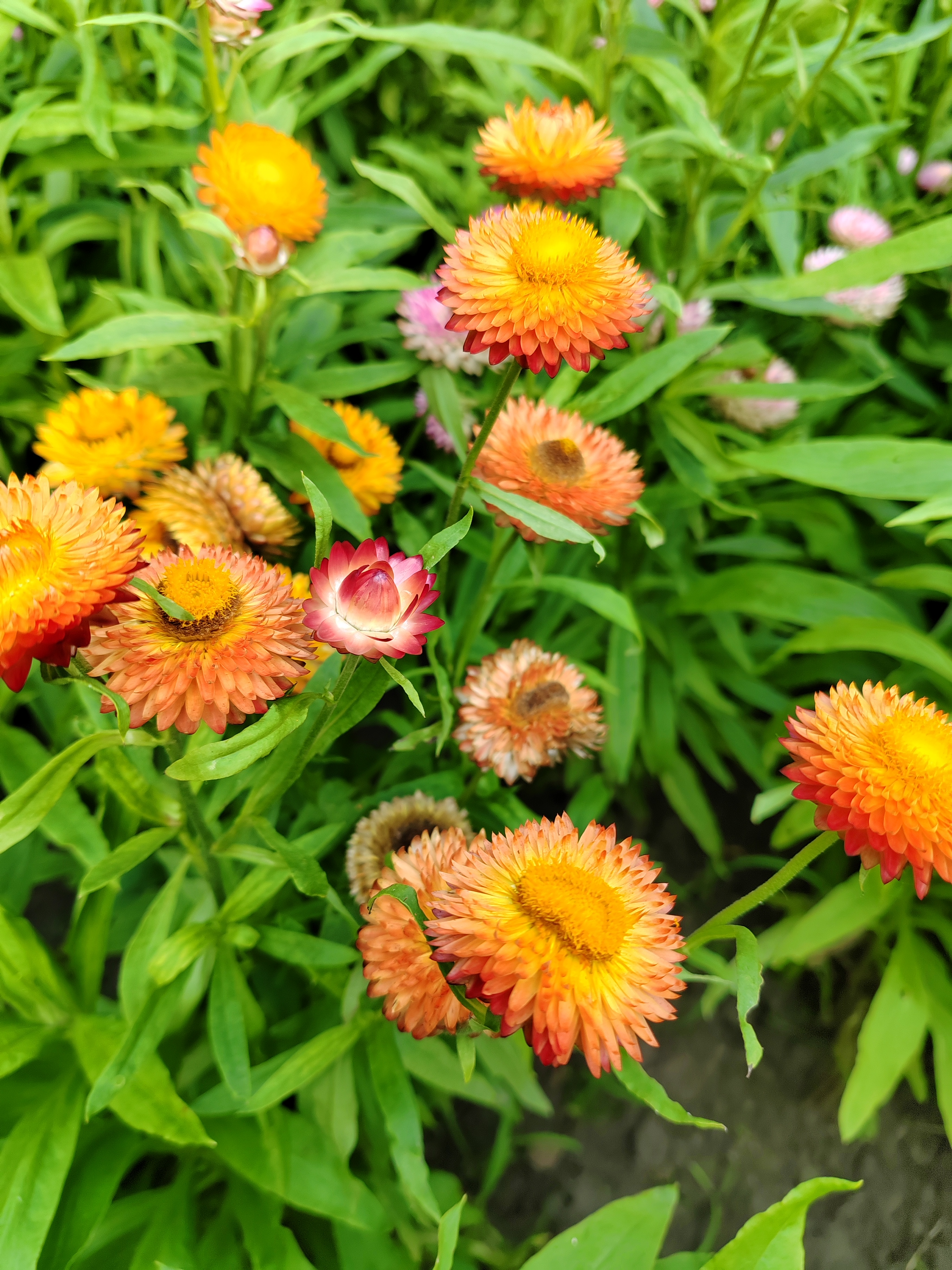 伞花蜡菊花期图片