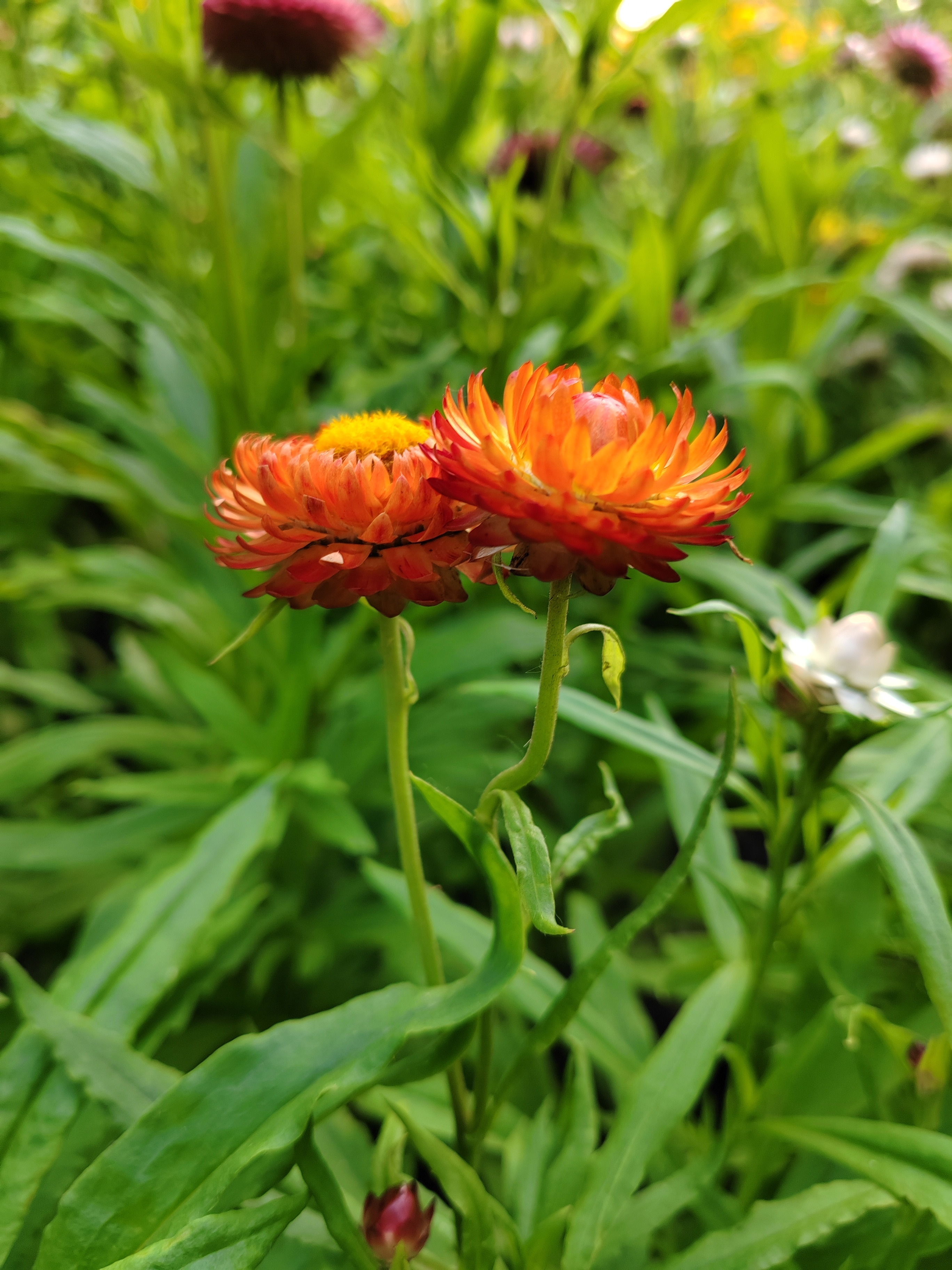 伞花蜡菊花期图片