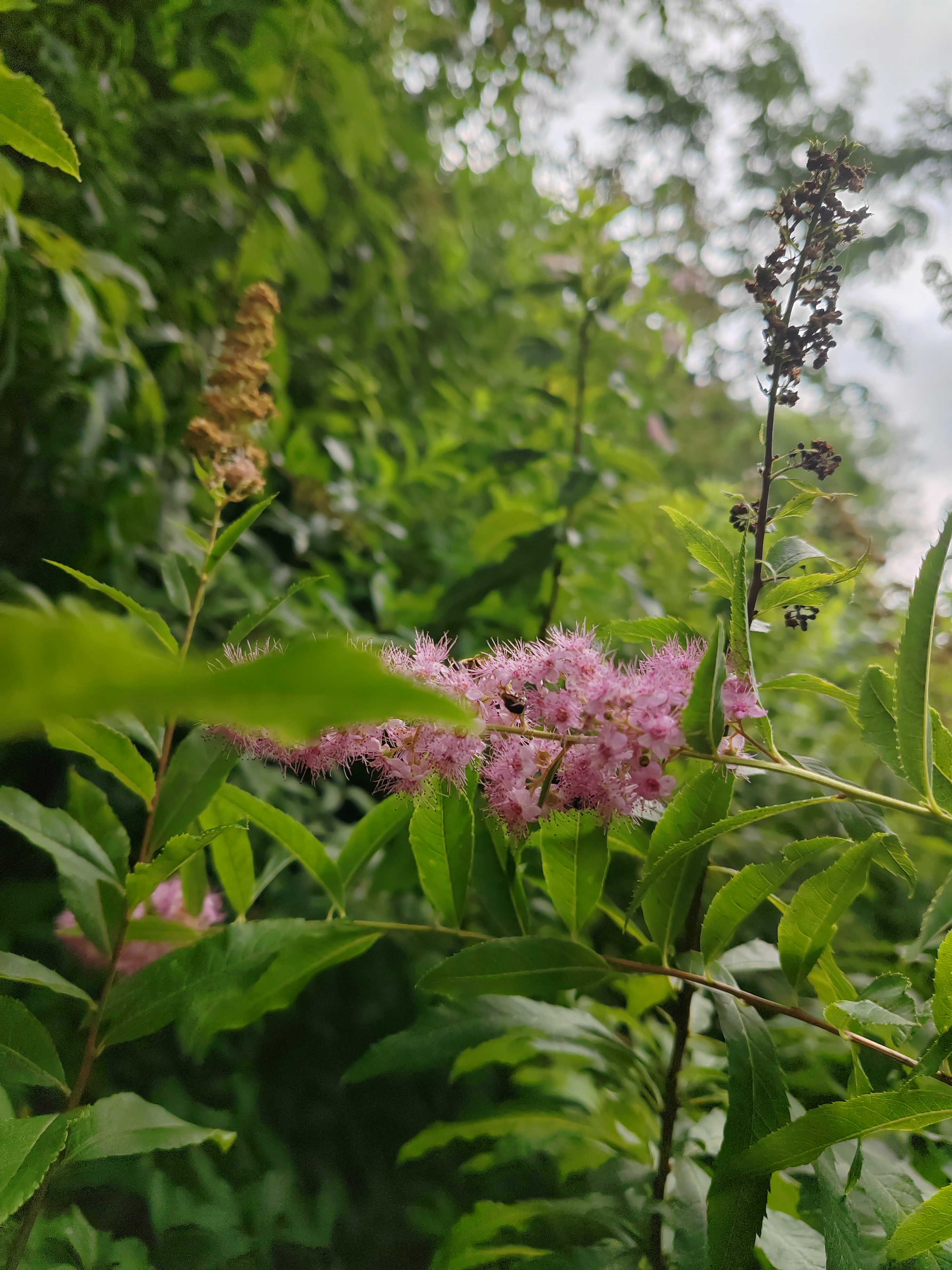 柳叶绣线菊,花期收尾了.
