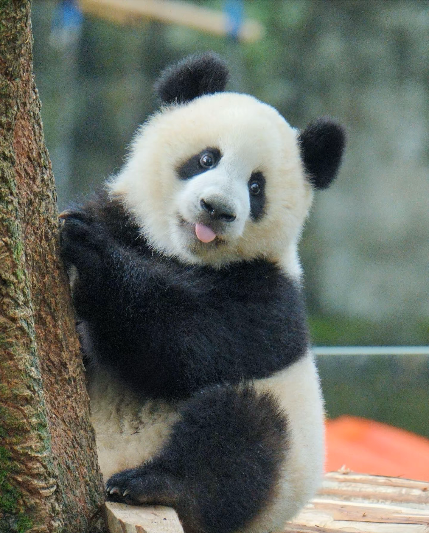 大熊猫莽小五好可爱呀