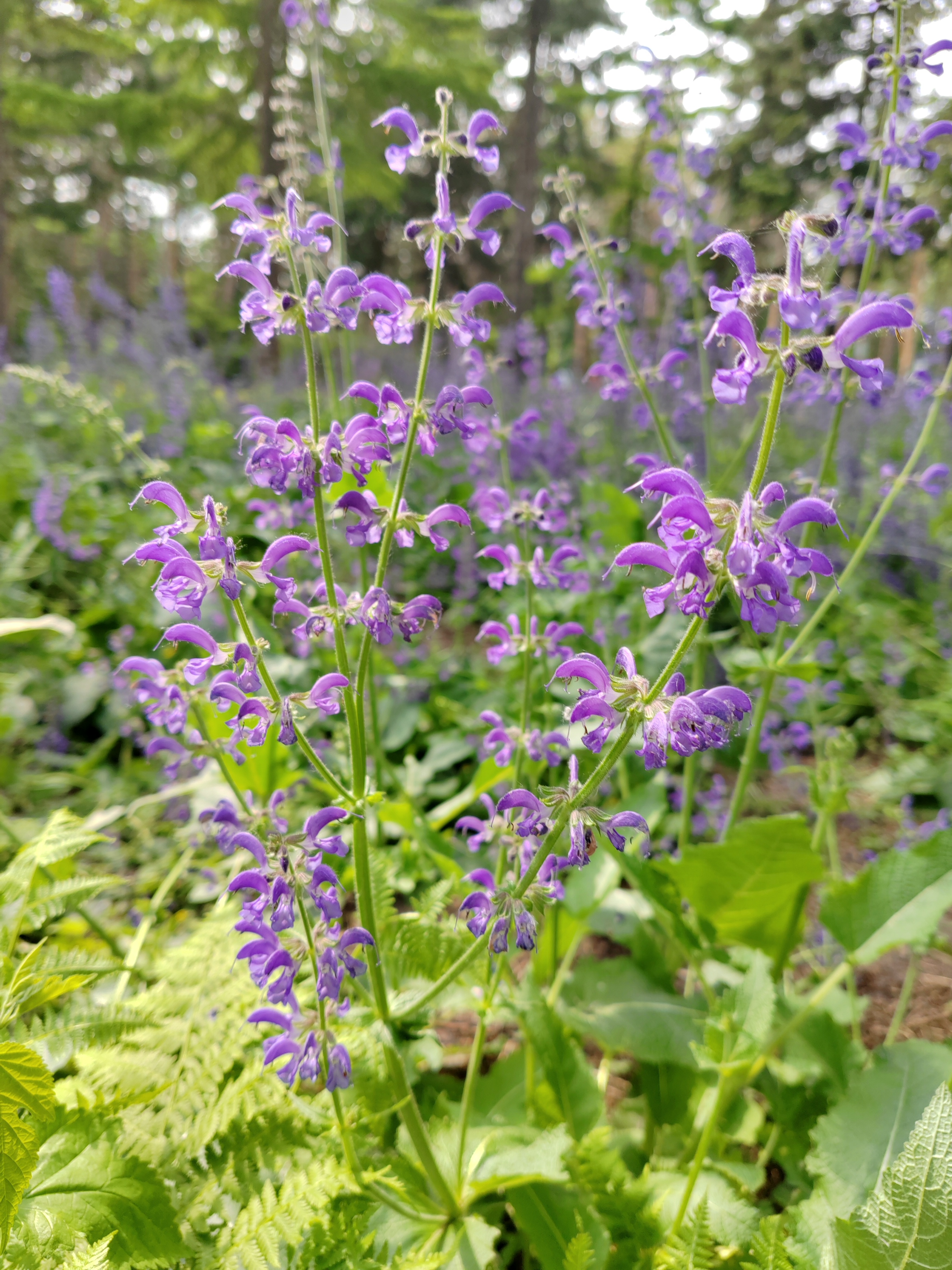 鼠尾草,认识一种花草.