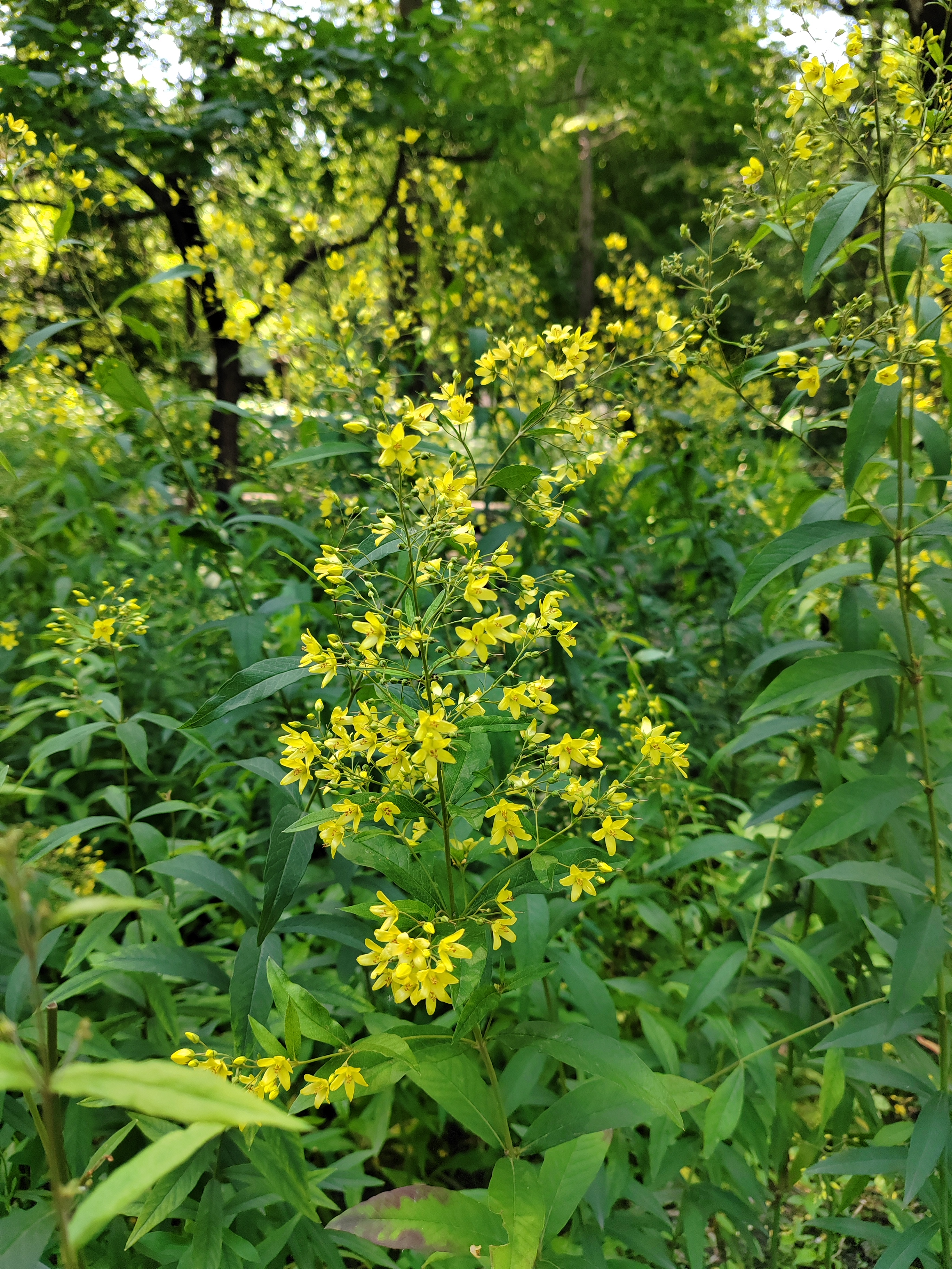 黄连开花节节高,植物园里拍的.