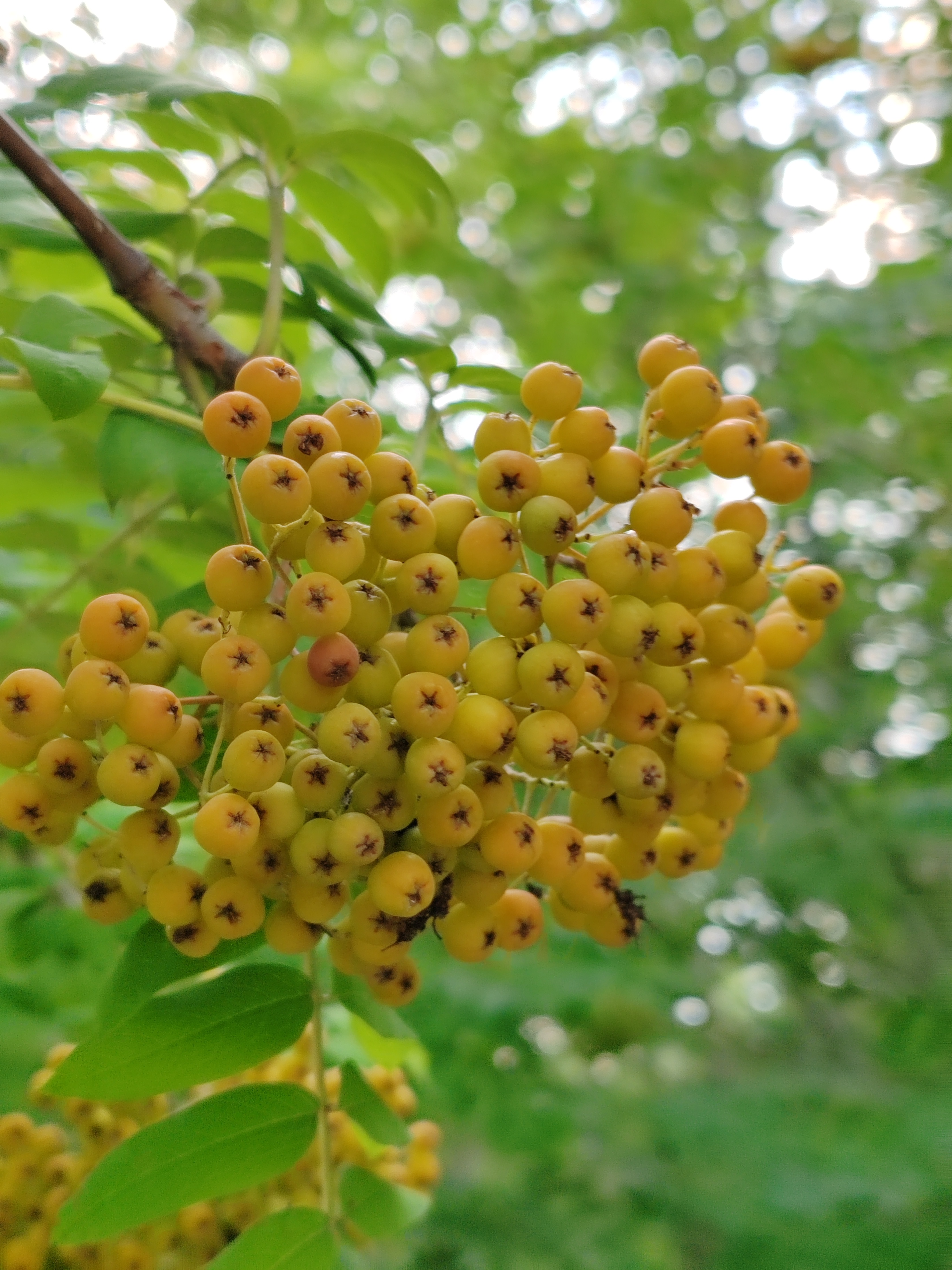 花楸果,渐渐金黄了,染上秋色.