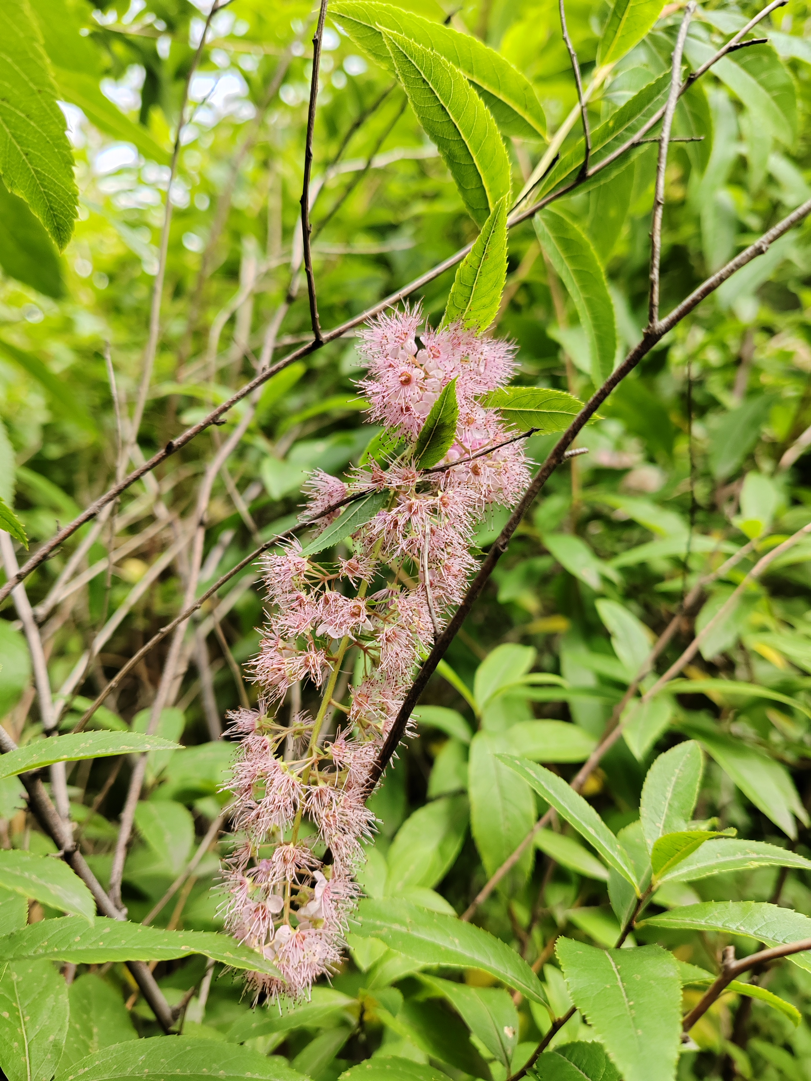 柳叶绣线菊,花期收尾了.