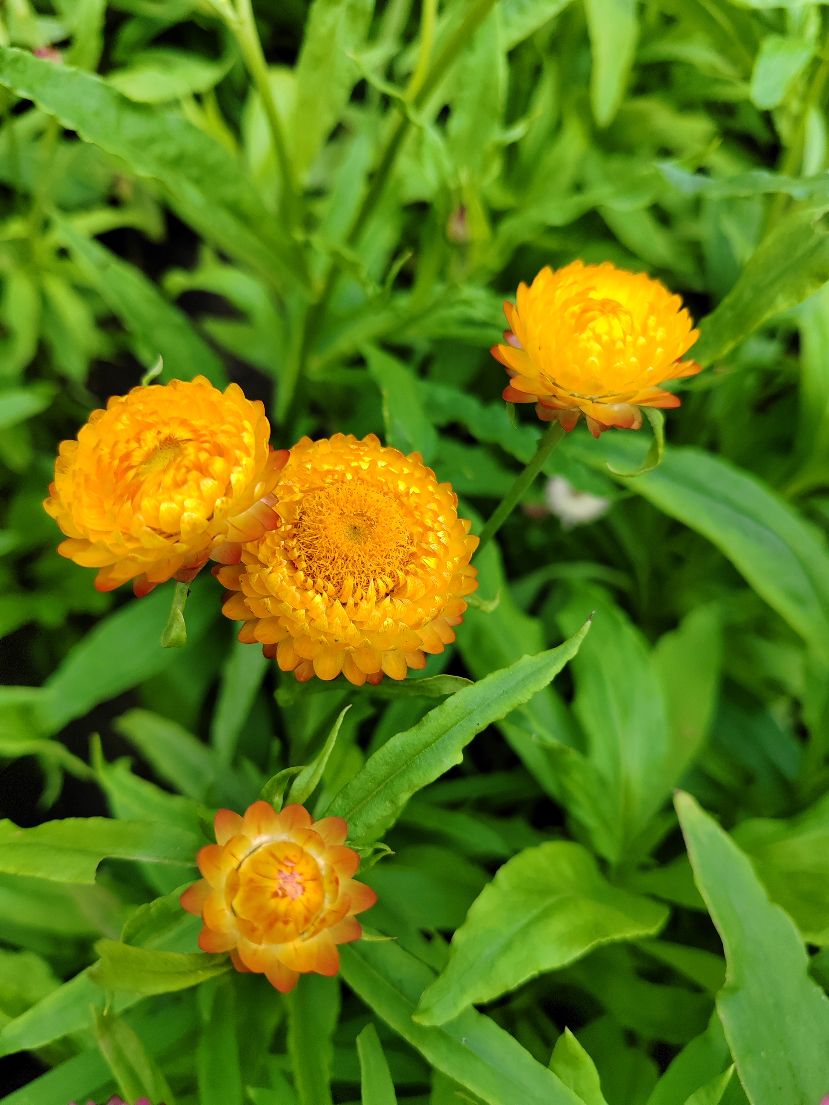 伞花蜡菊花期图片