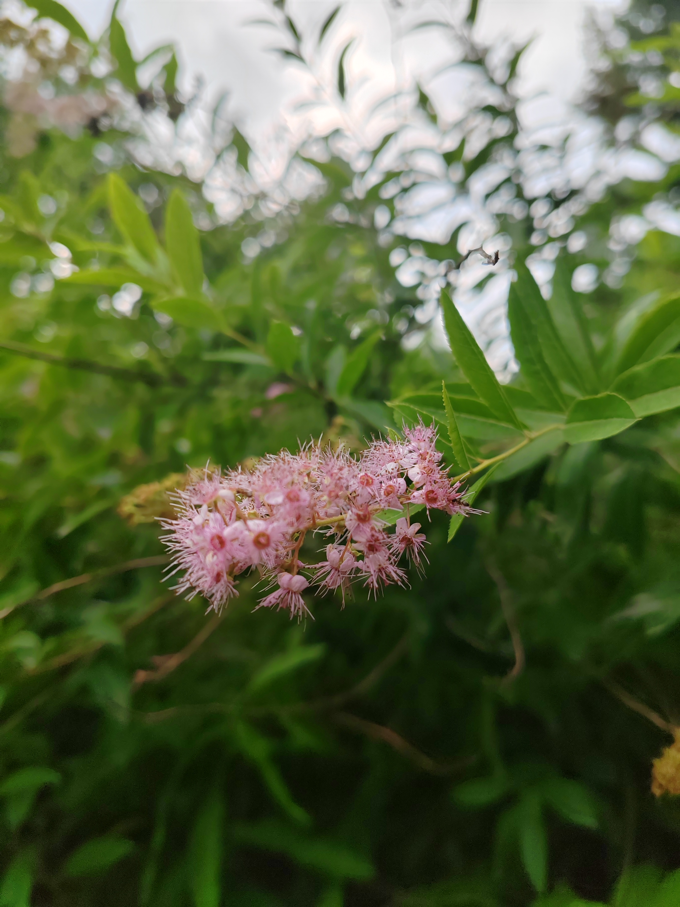 柳叶绣线菊,花期收尾了.