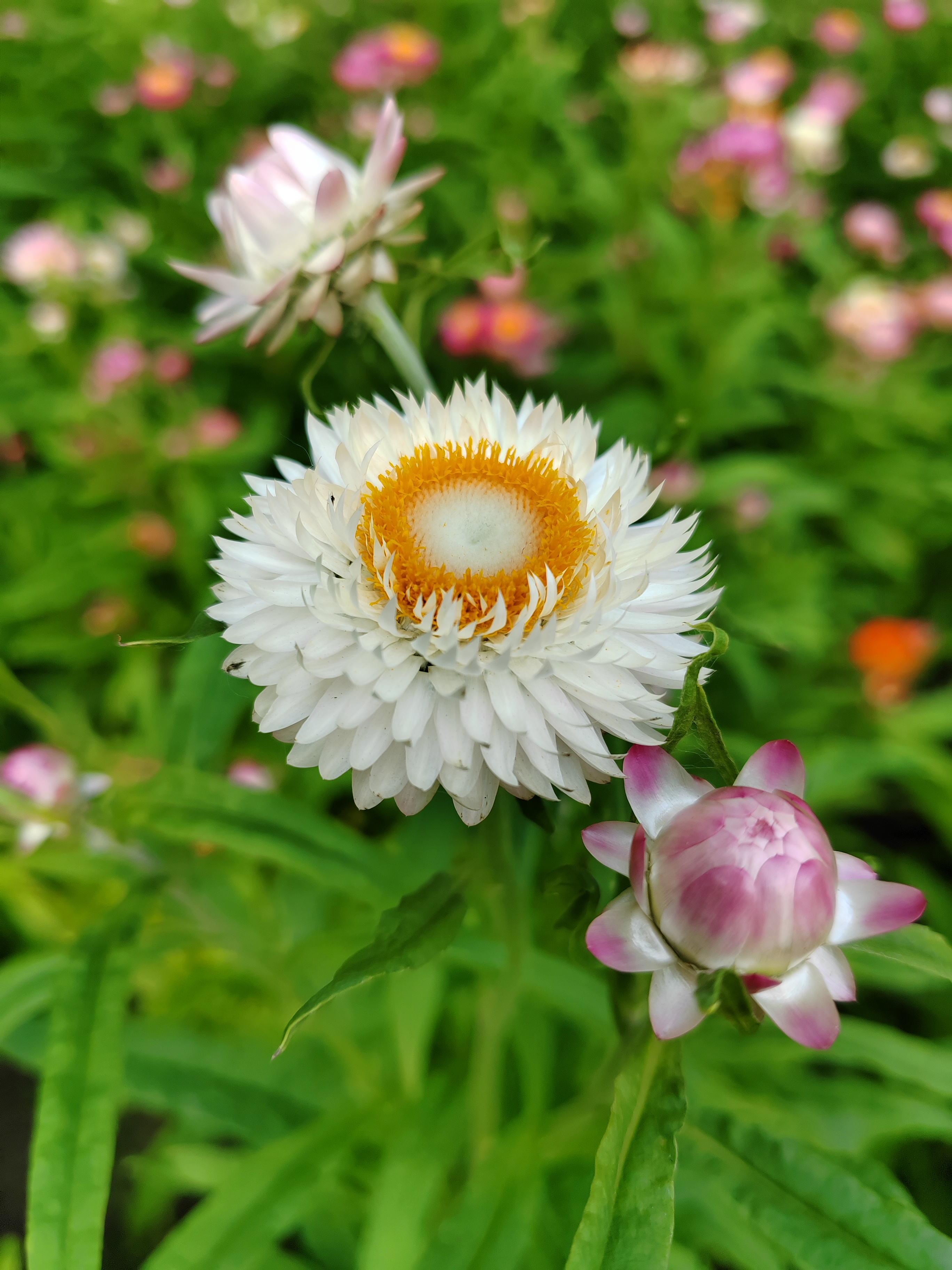 伞花蜡菊花期图片