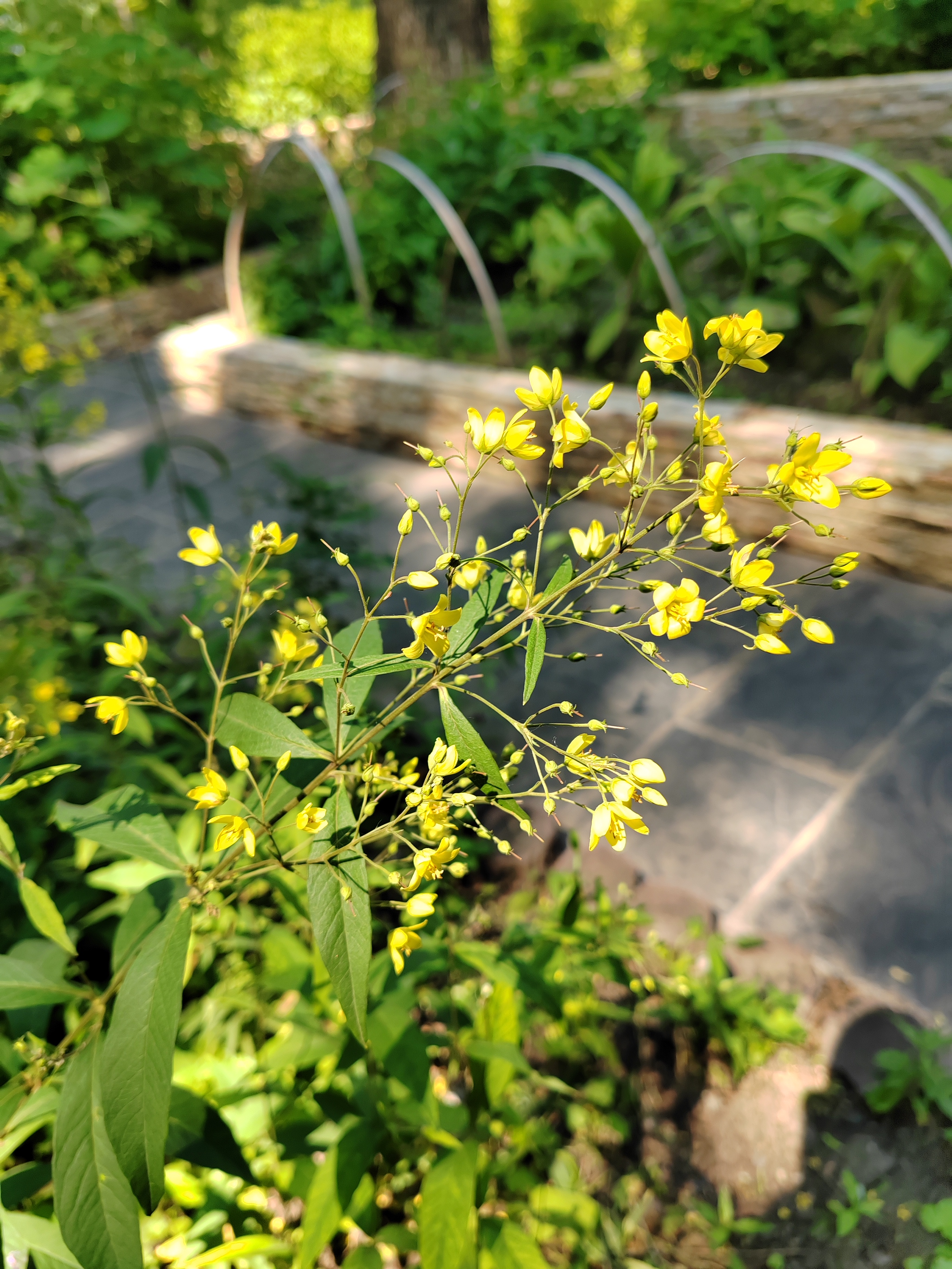 黄连开花节节高,植物园里拍的.