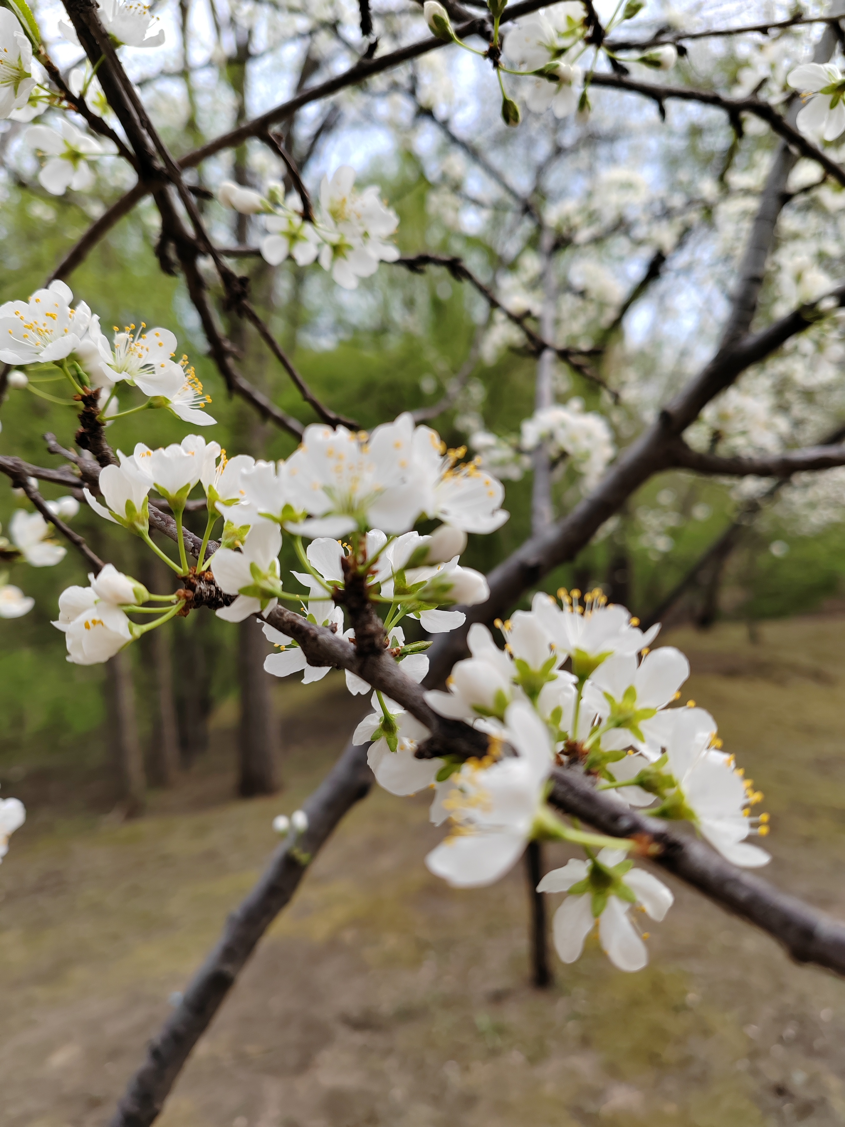 李子树什么时候开花图片