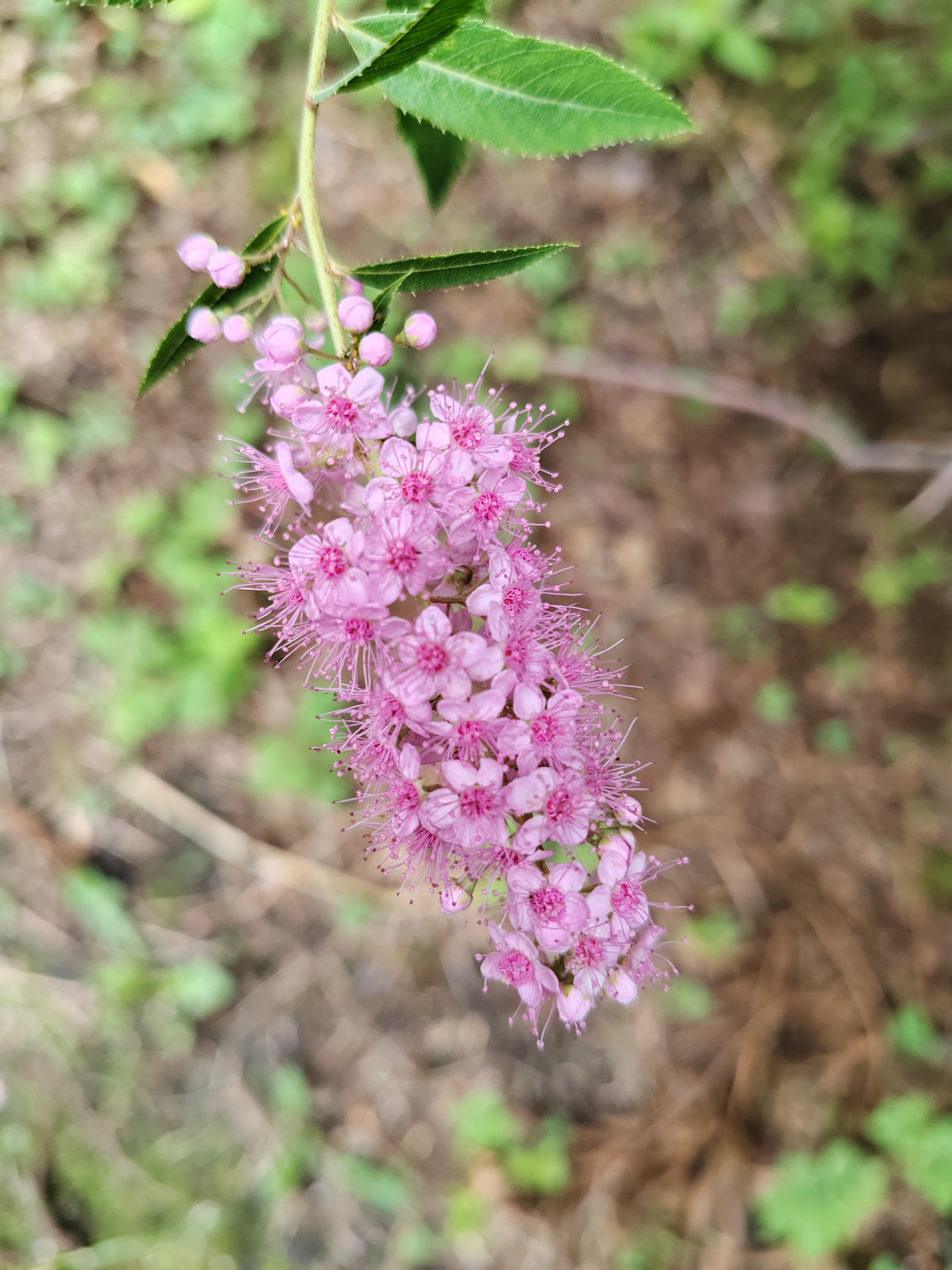 柳叶绣线菊,花期收尾了.