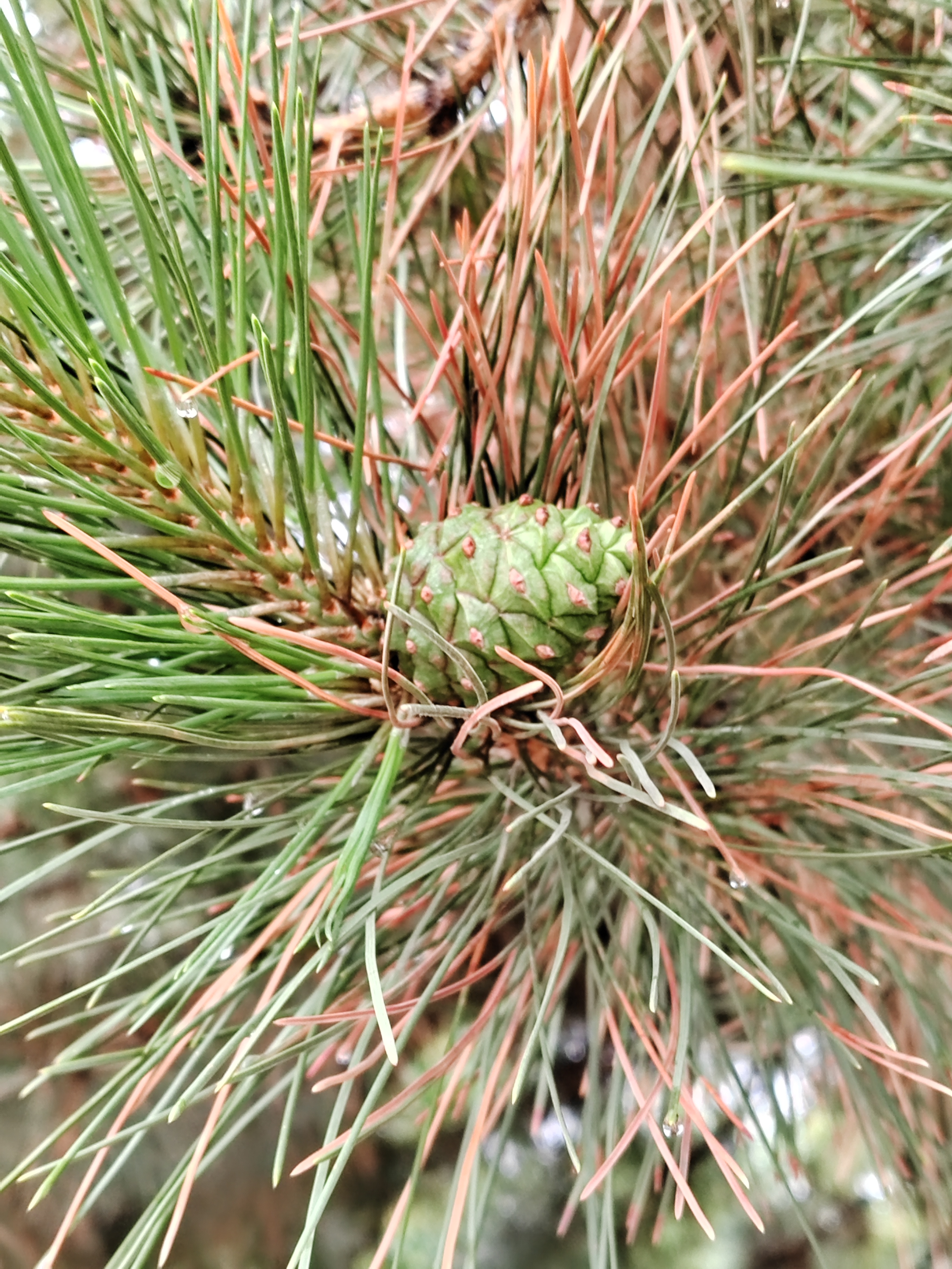 松果,长大了结松籽.