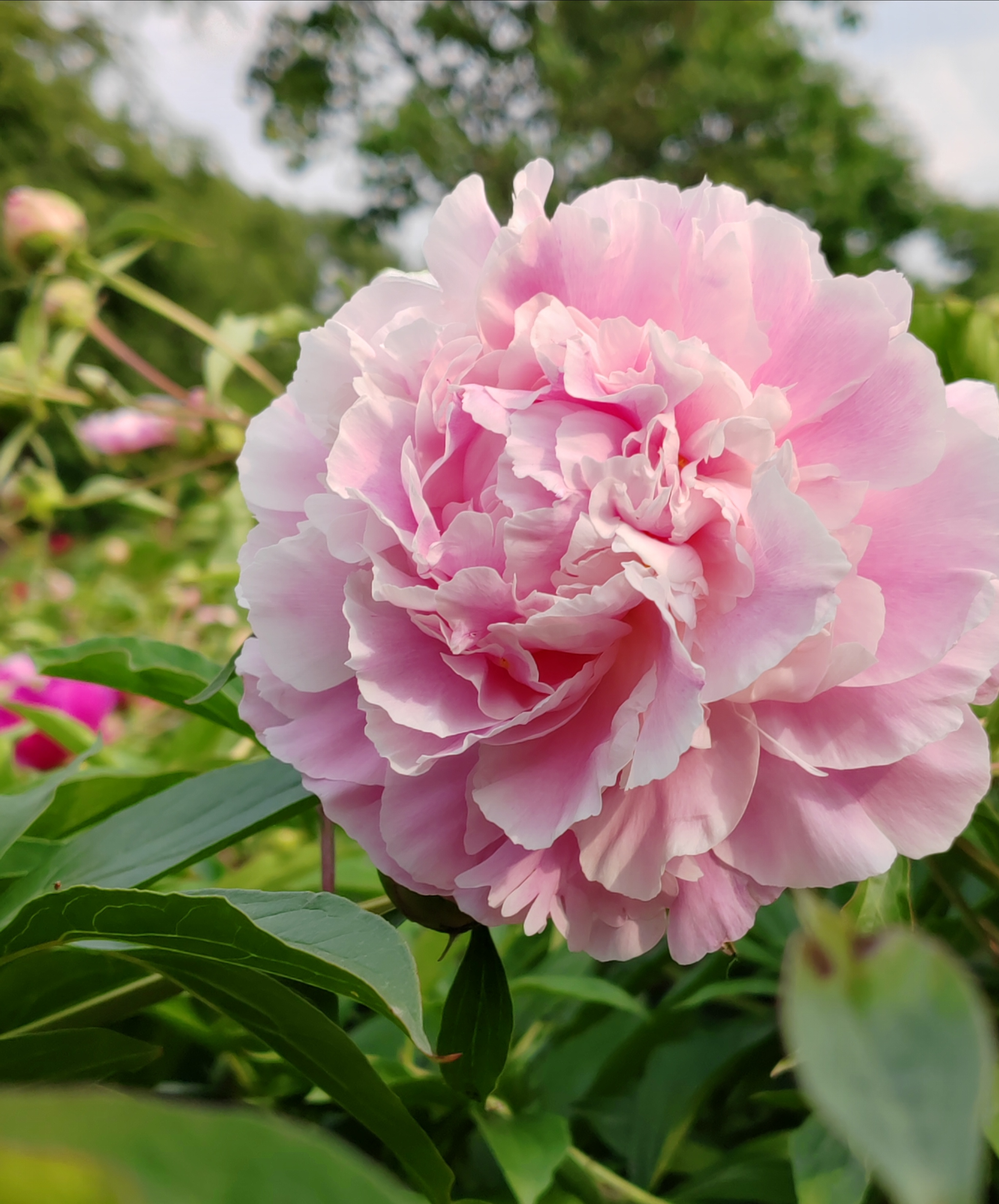 芍药开了,各种各样的花色,美不胜收.