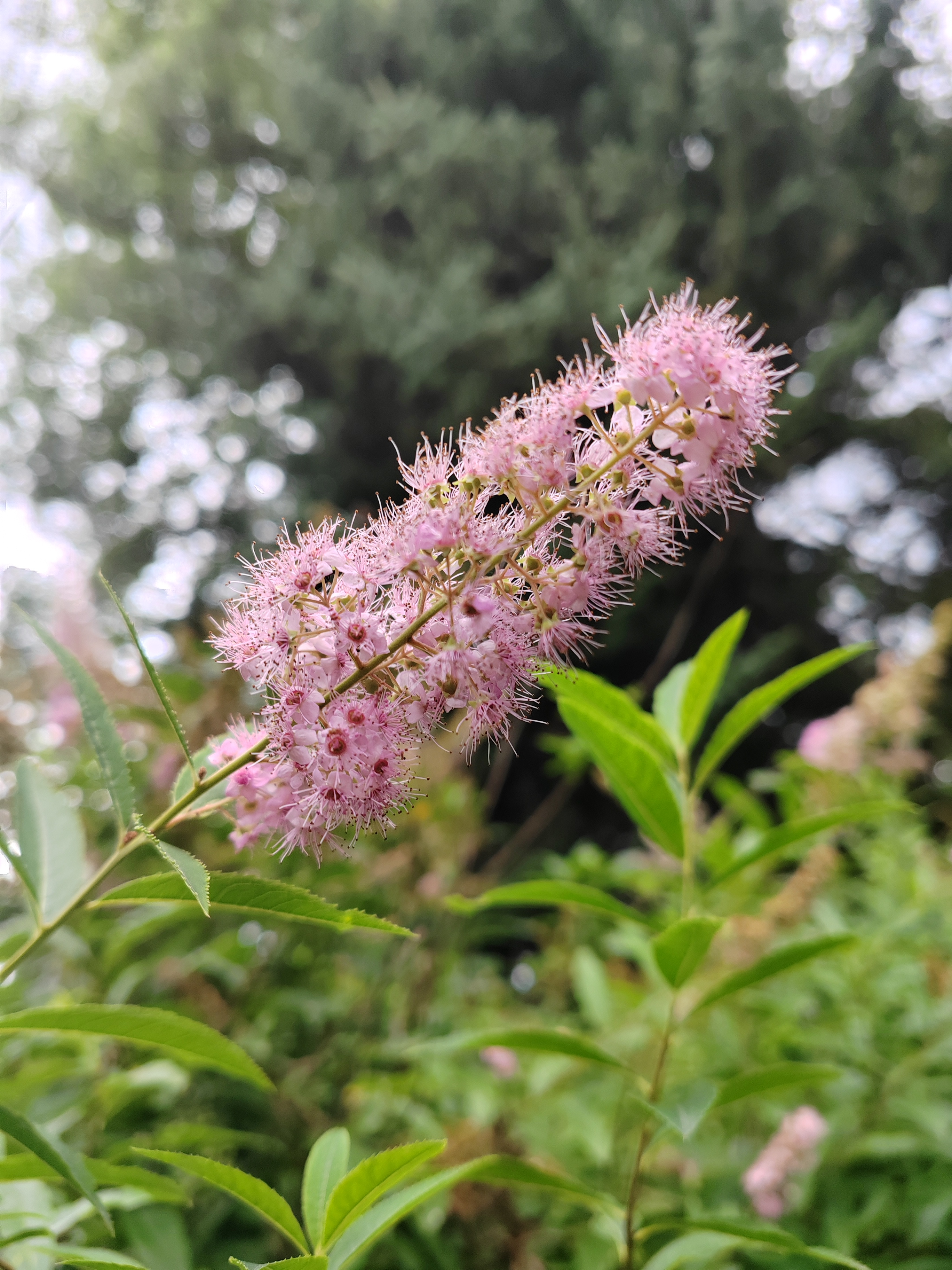 柳叶绣线菊,花期收尾了.