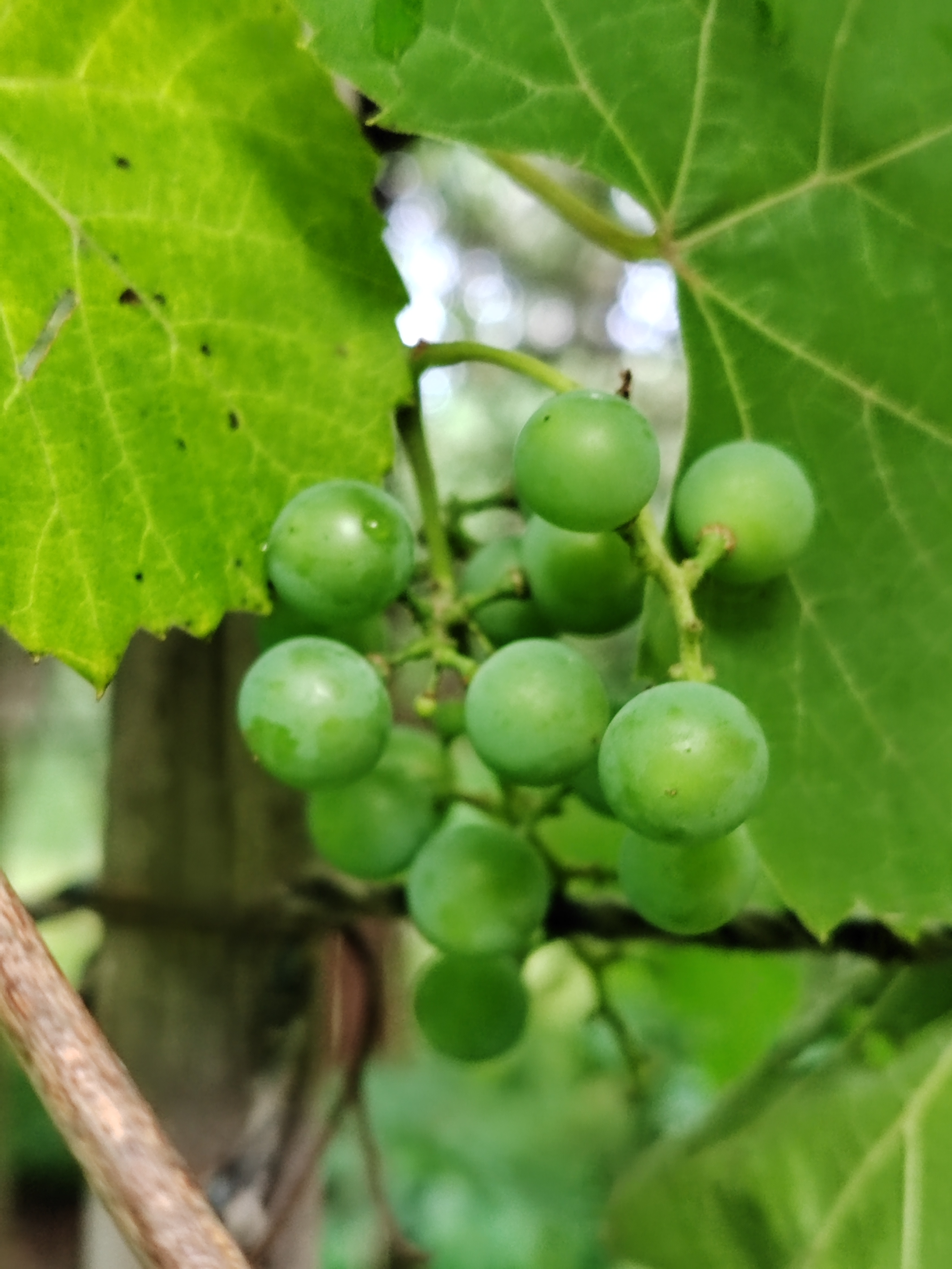 葡萄成长中