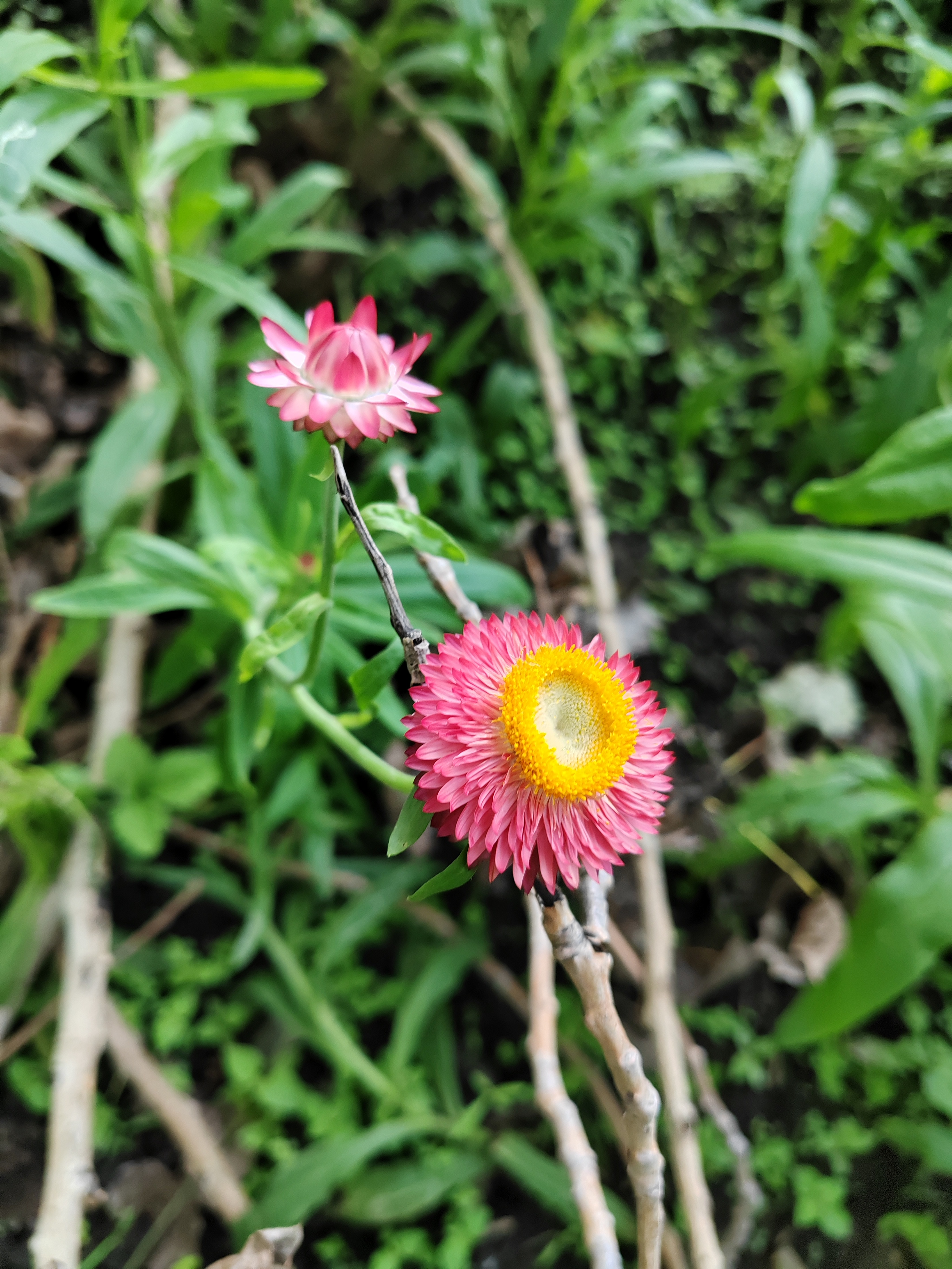 七彩菊花图片功效图片