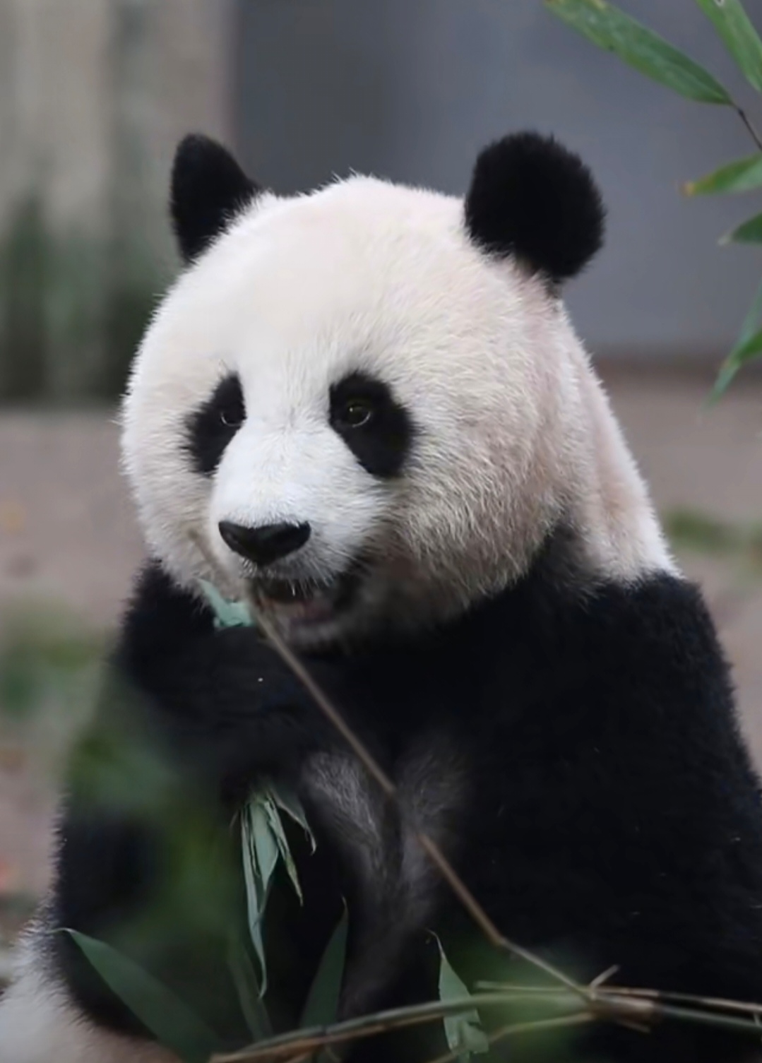 北川,美丽标致的大熊猫代表[赞同]