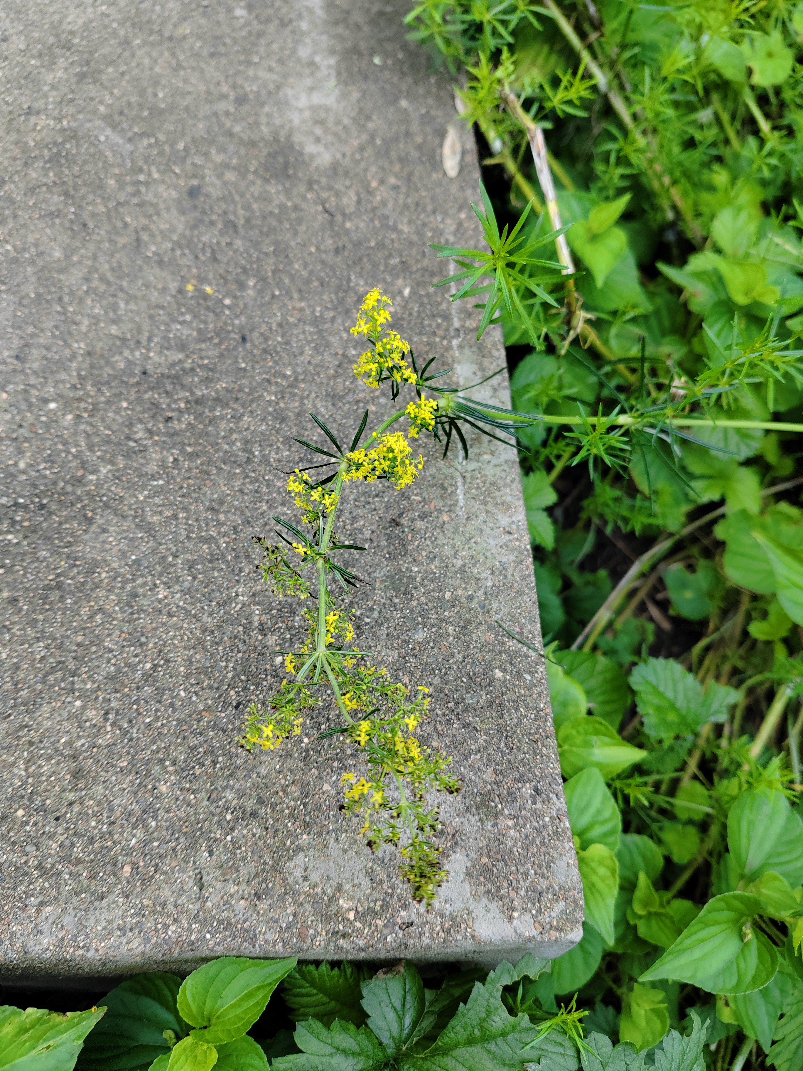 蓬子菜,叶似松针也叫松叶草,小而密实的黄花,很好看