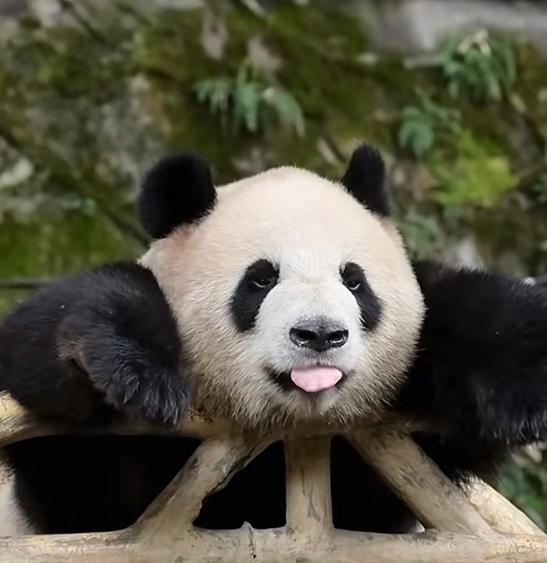 大熊猫莽庆庆,趴在木架上吐舌头,真是个小可爱.